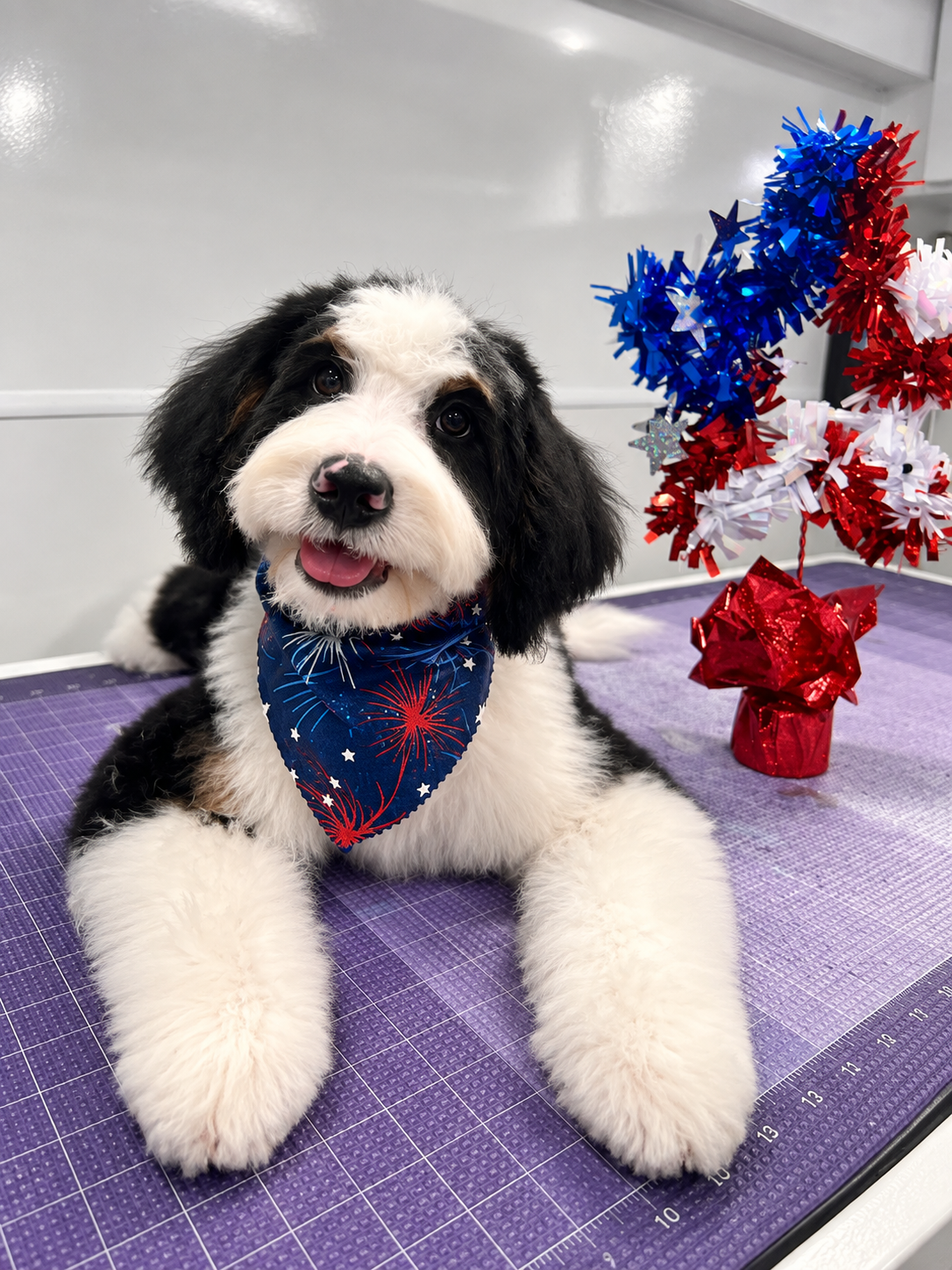 Groomed dog relaxing on table with holiday decorations