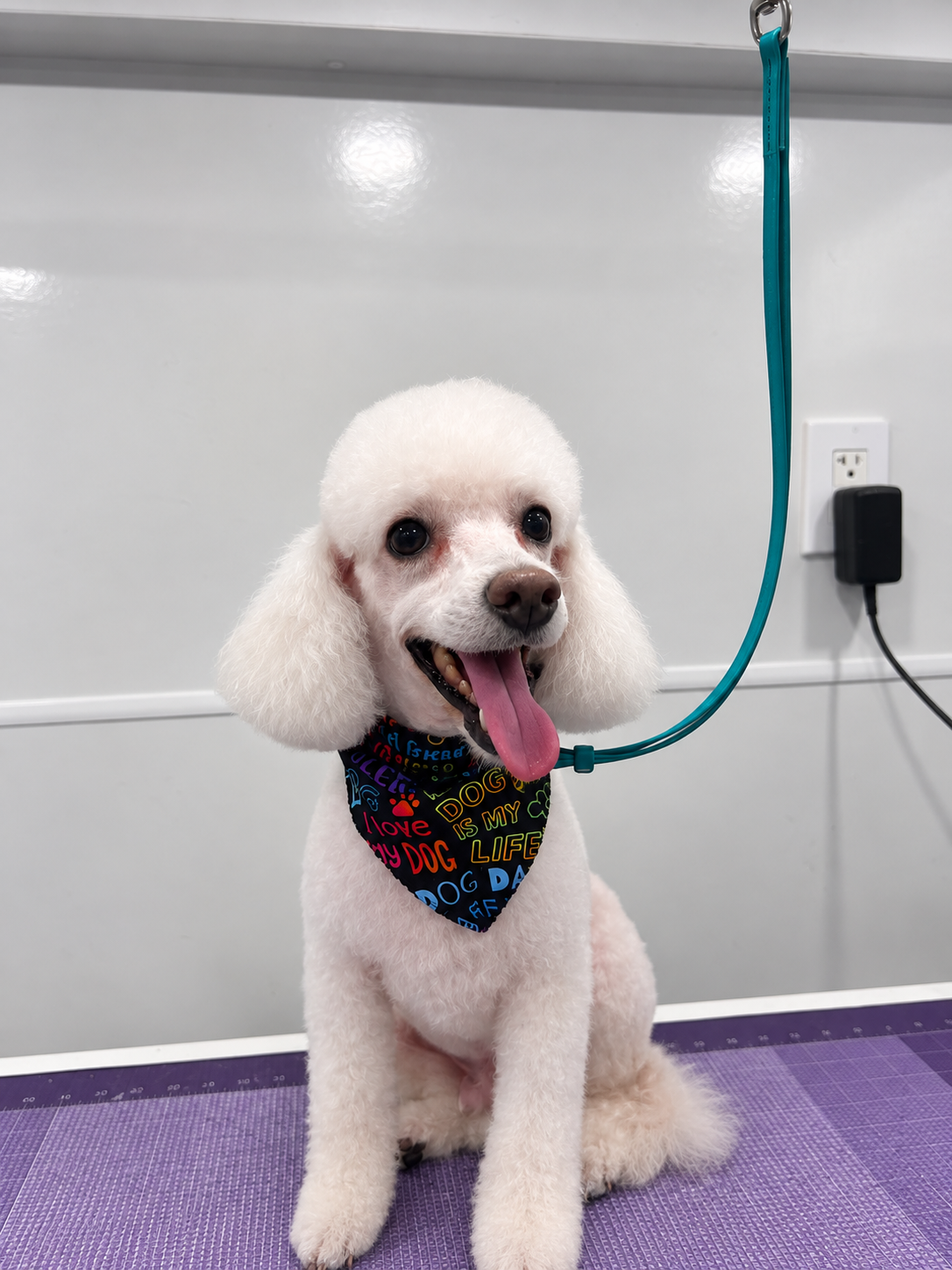 White dog wearing a 'Dog is my life' bandana on grooming mat
