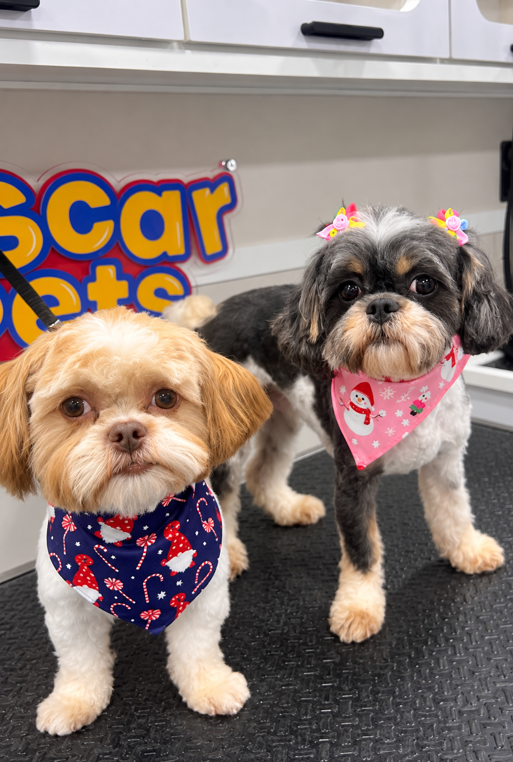 Pair of groomed dogs with festive bandanas by the Oscar Pets sign