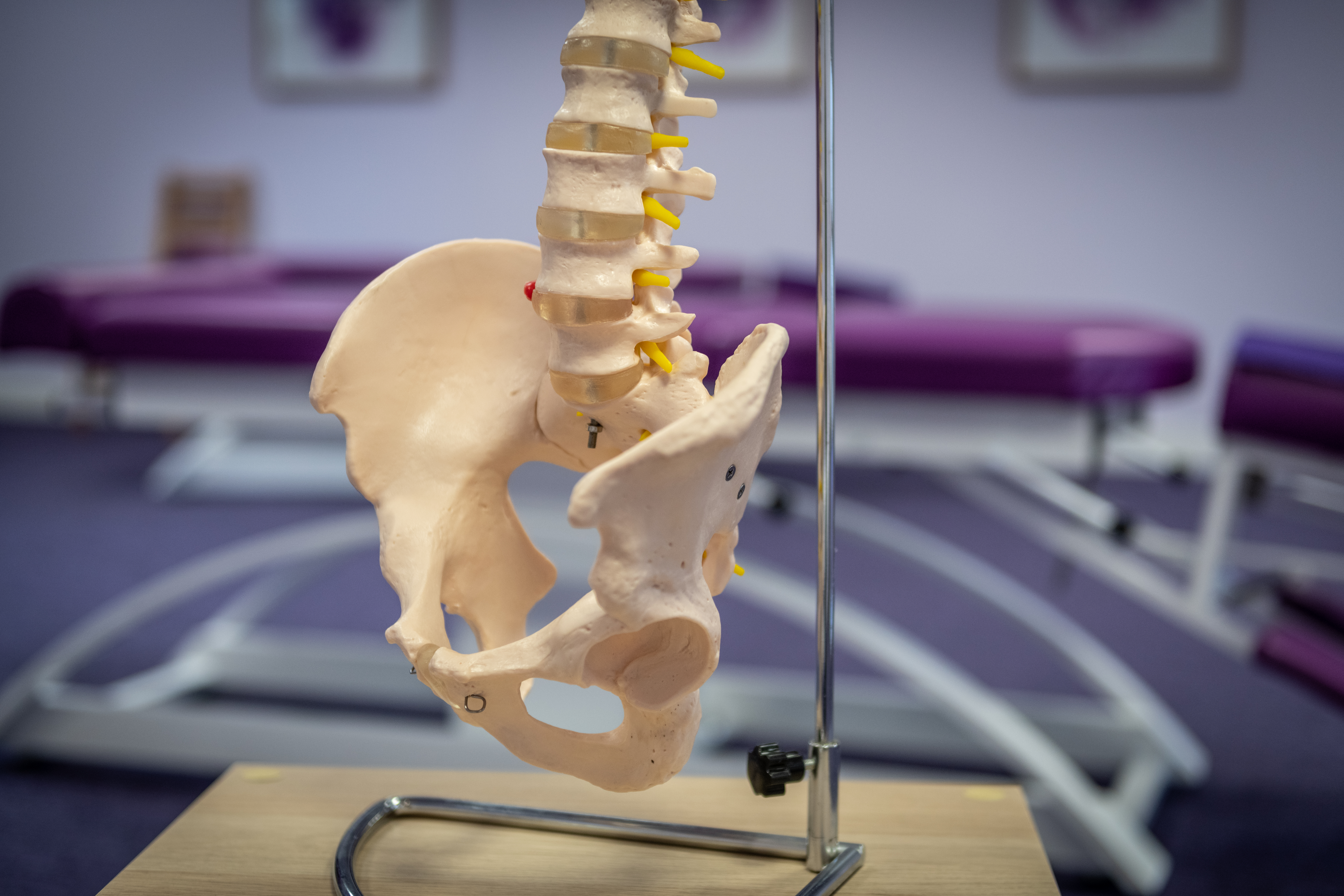 Spine 