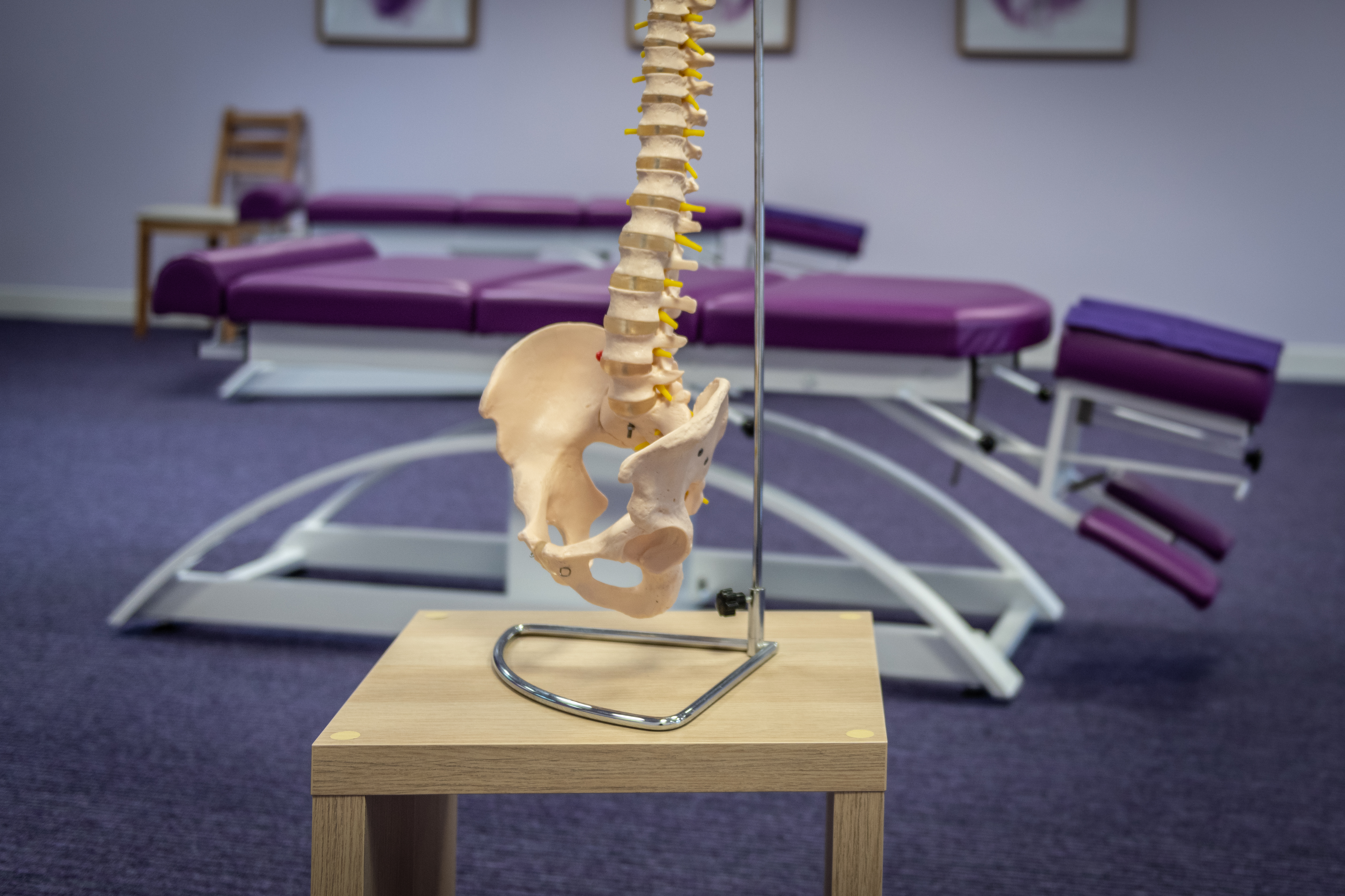 Spine model 