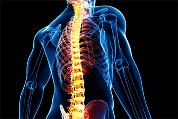 Spine and nervous system 