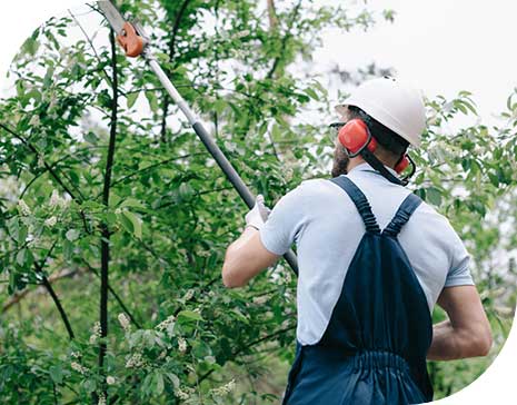 Tree trimming and cutting in San Diego