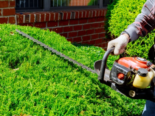 Hedge and Shrub Trimming in Pine Bluff