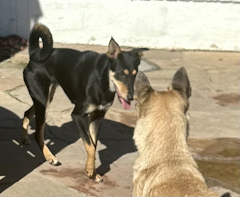 Jazzy with pack