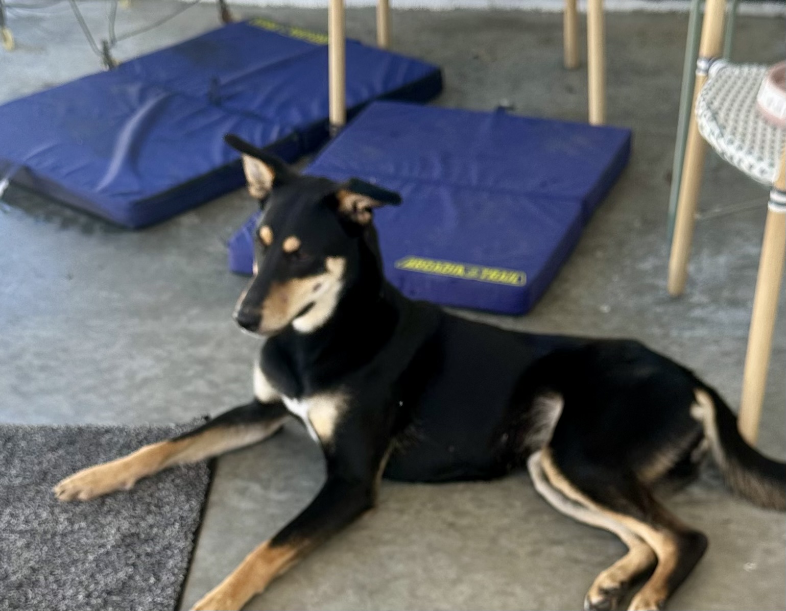 Jazzy sitting