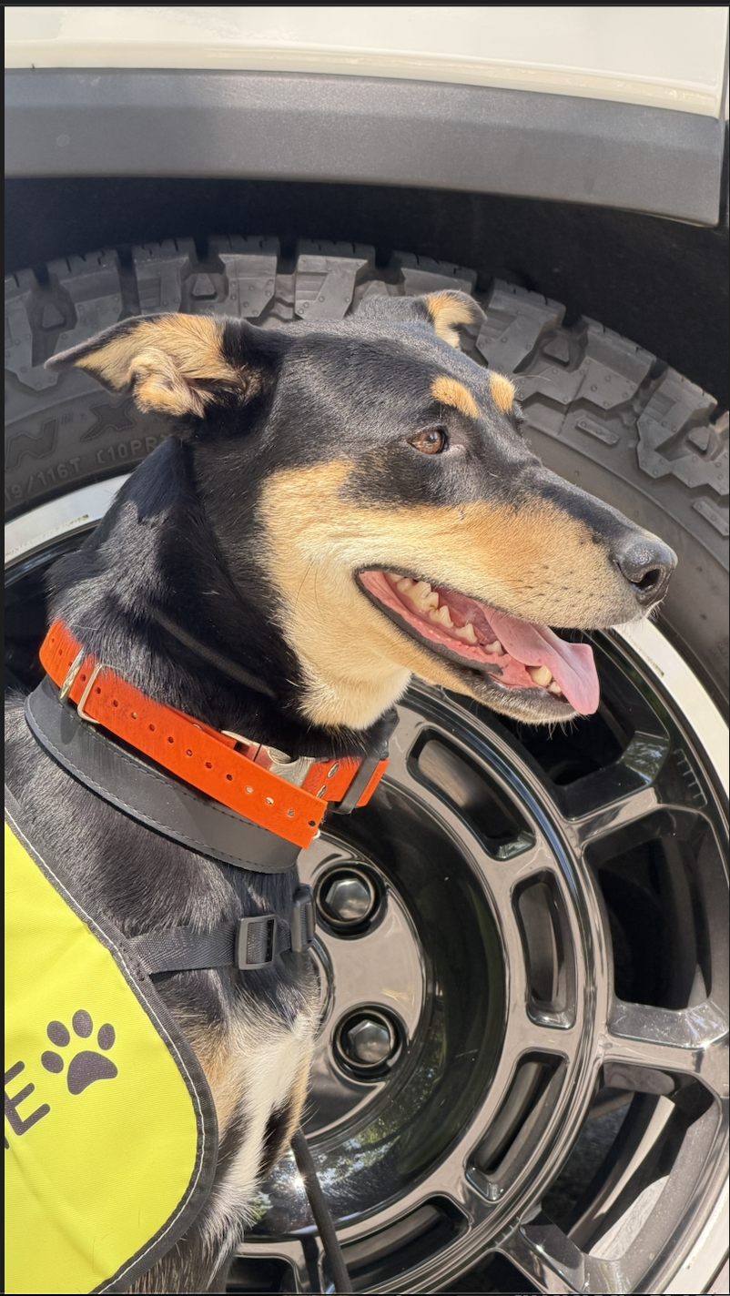 Jazzy — Australian Kelpie Mix available for adoption