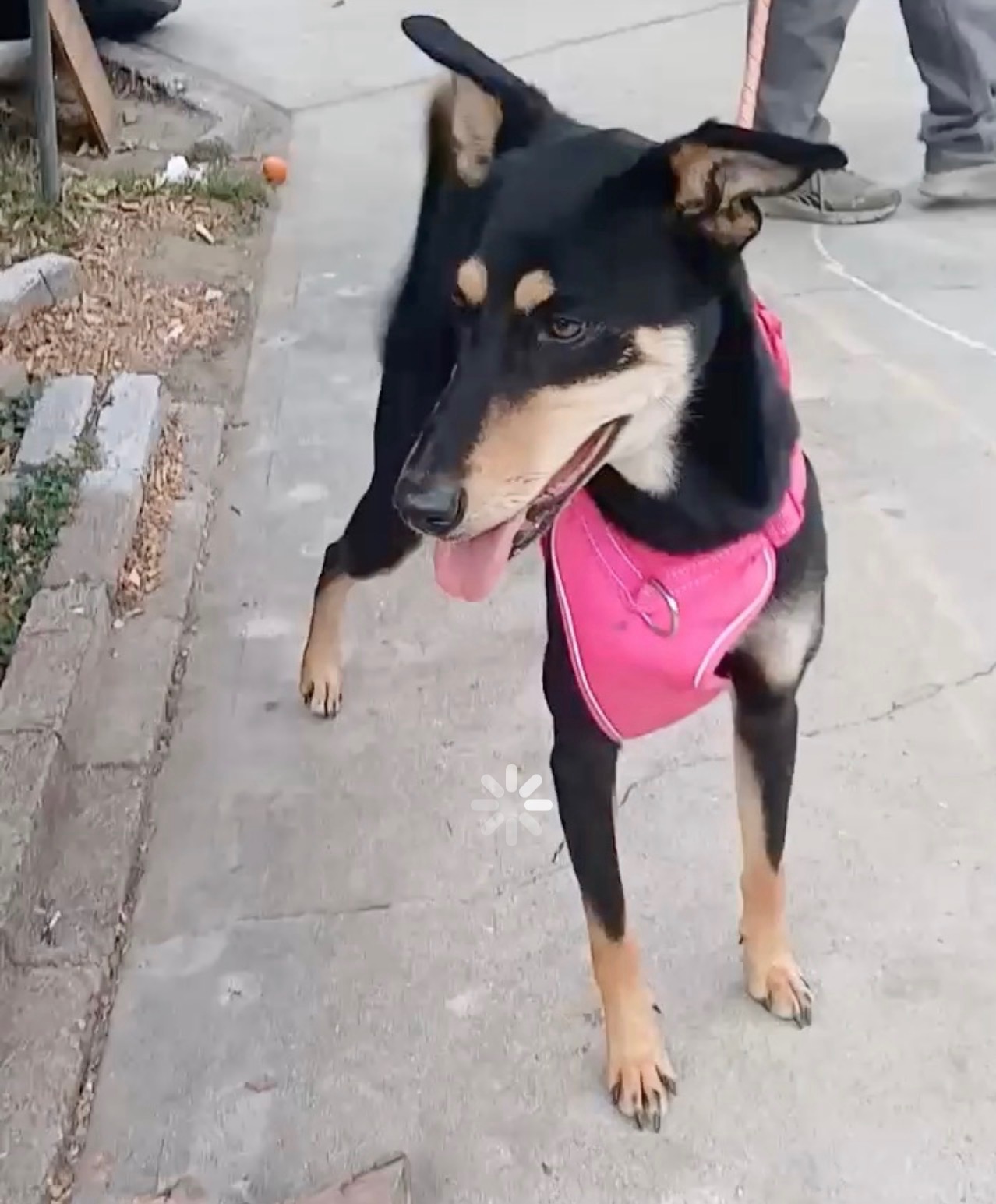 Jazzy on a walk in her pink harness