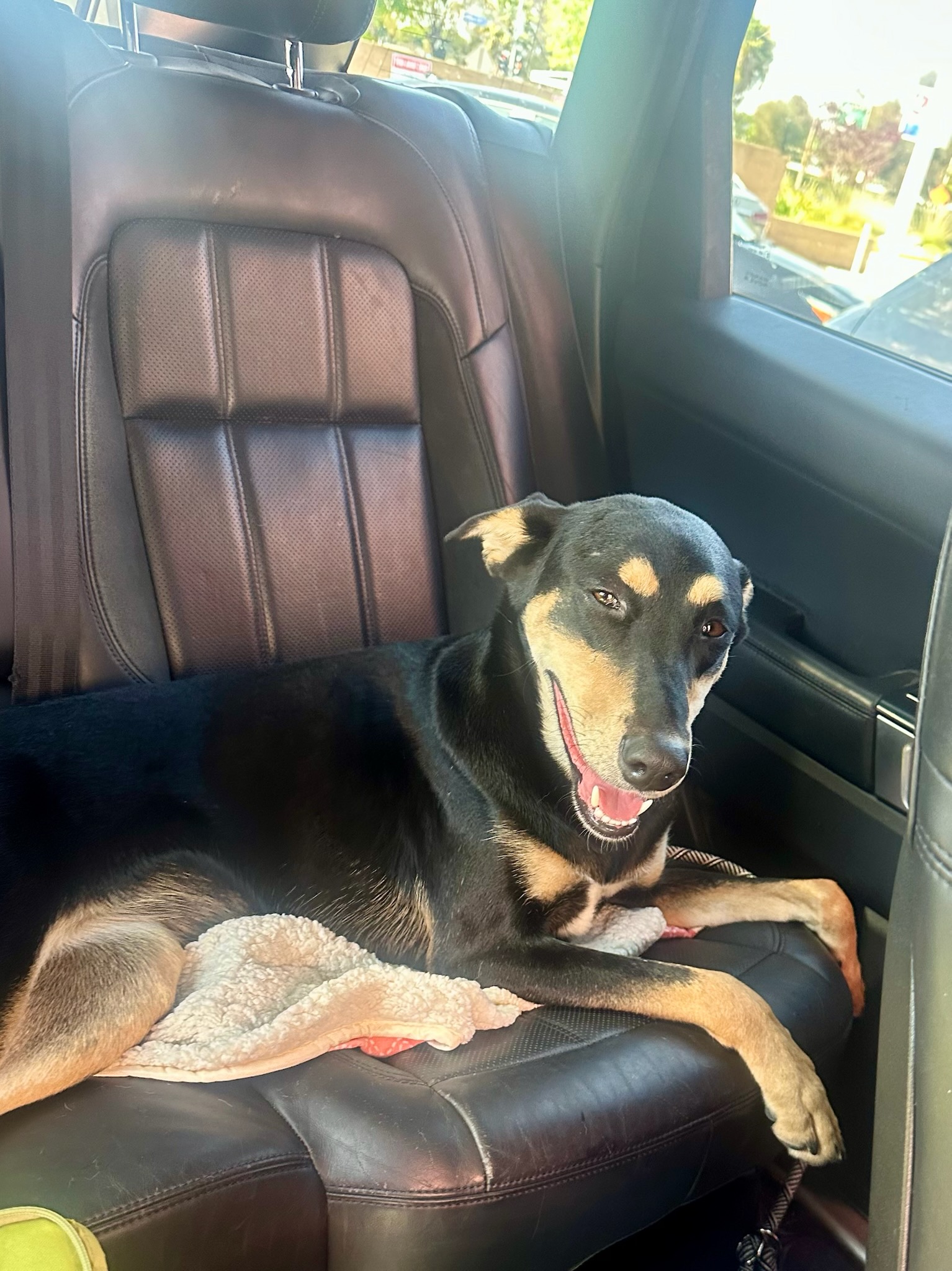 Jazzy relaxing in the car