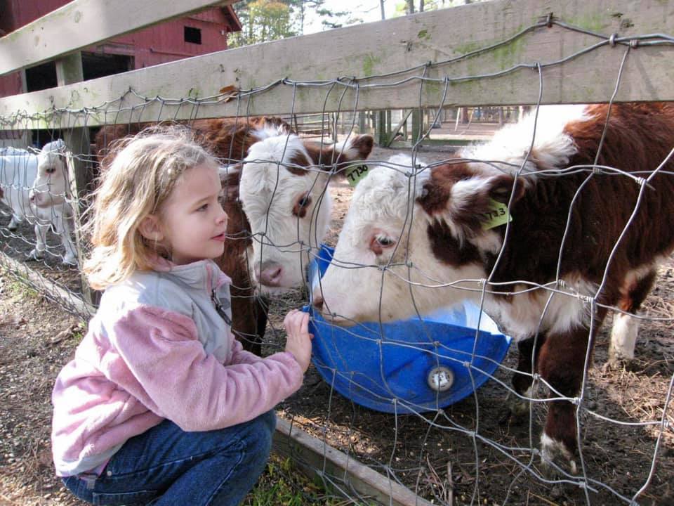 Young Lily with animals during a farm visit