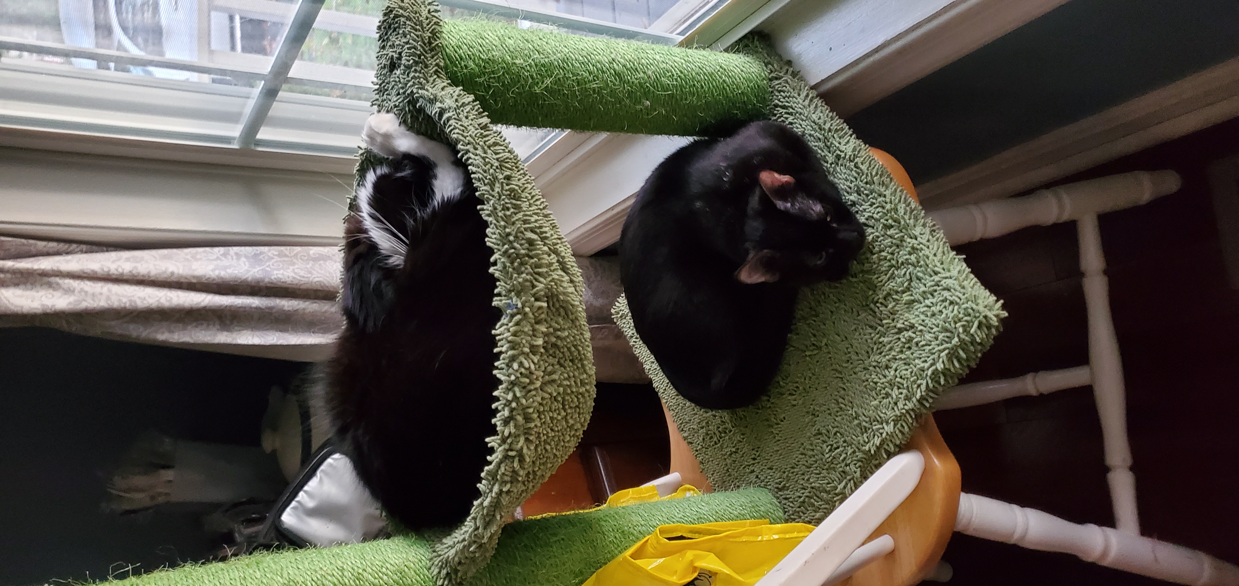 Lily rescuing and caring for cats during her summer job