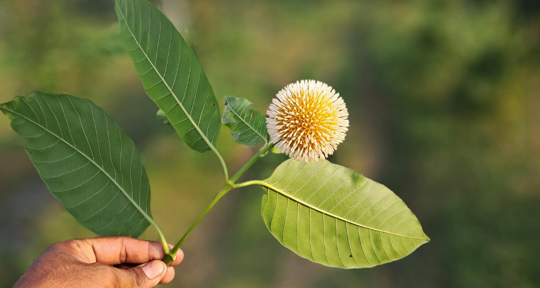 Whole Leaf vs. 7-OH: The Kratom Reality