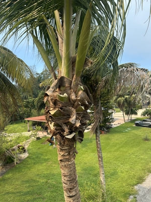 Sod installation in Miami