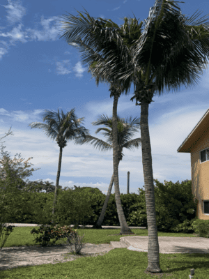 {{ custom_values.service_4 }} in {{custom_values.area_1})