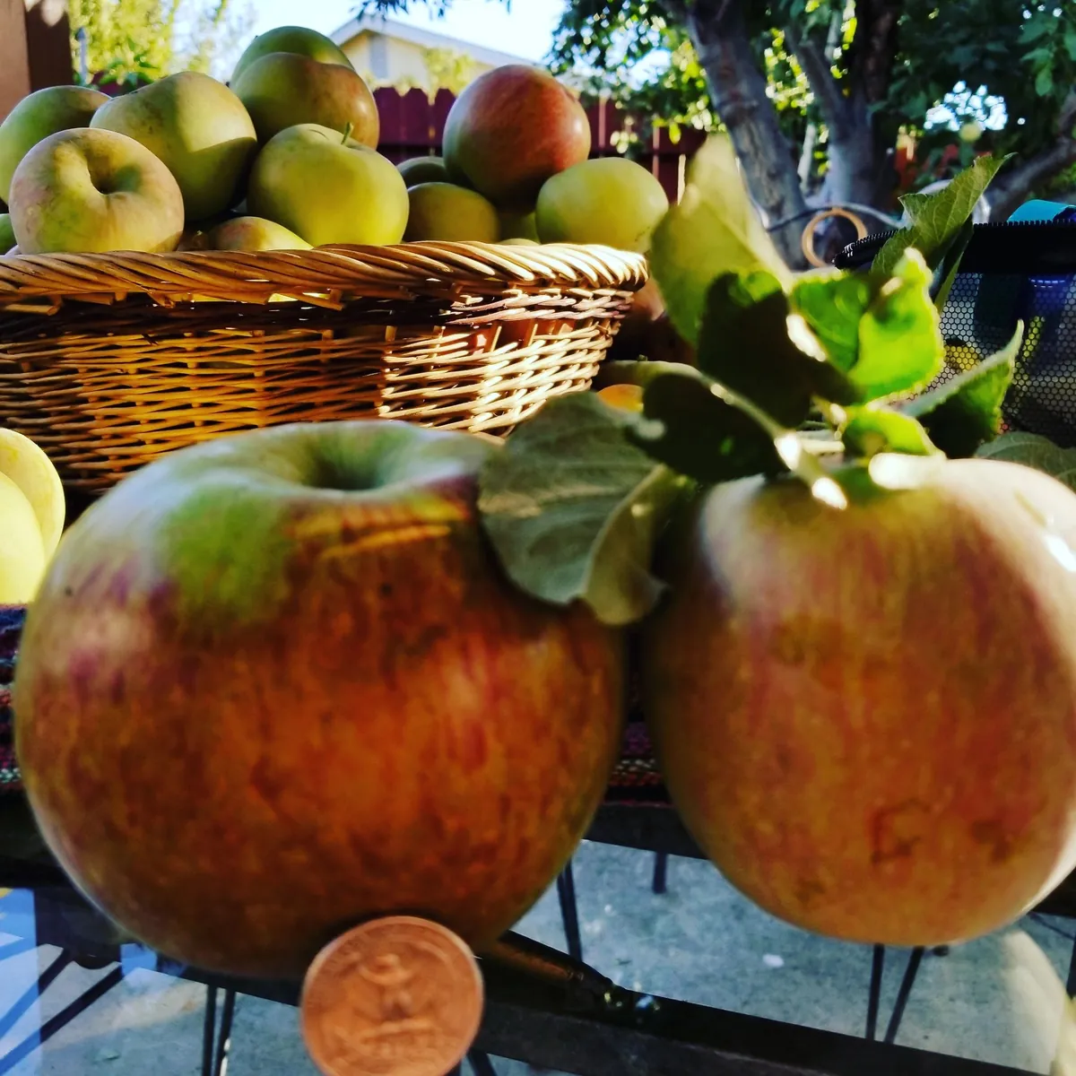It's Apple time