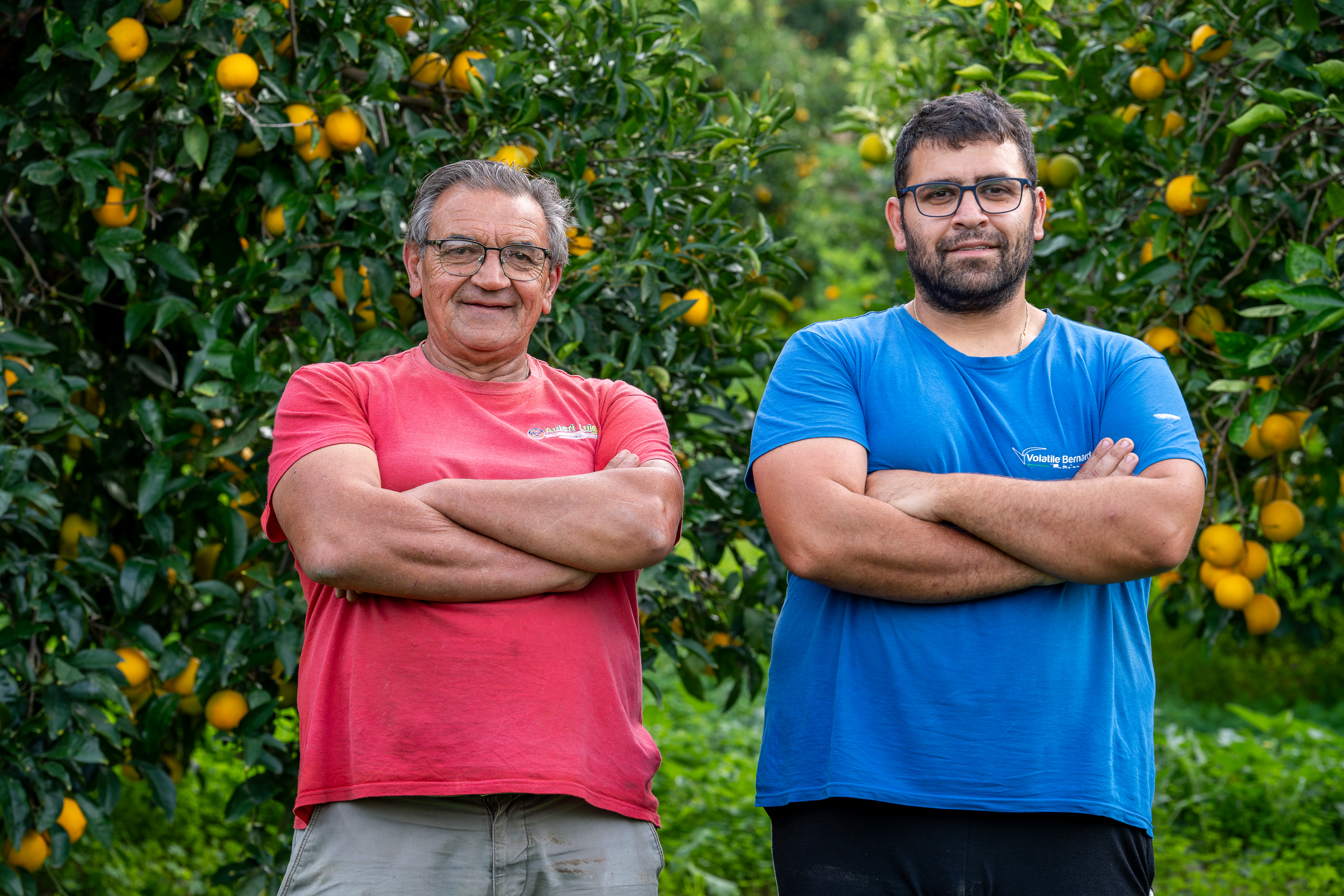 Producteurs locaux dans une plantation de Paulownias avec des arbres en croissance