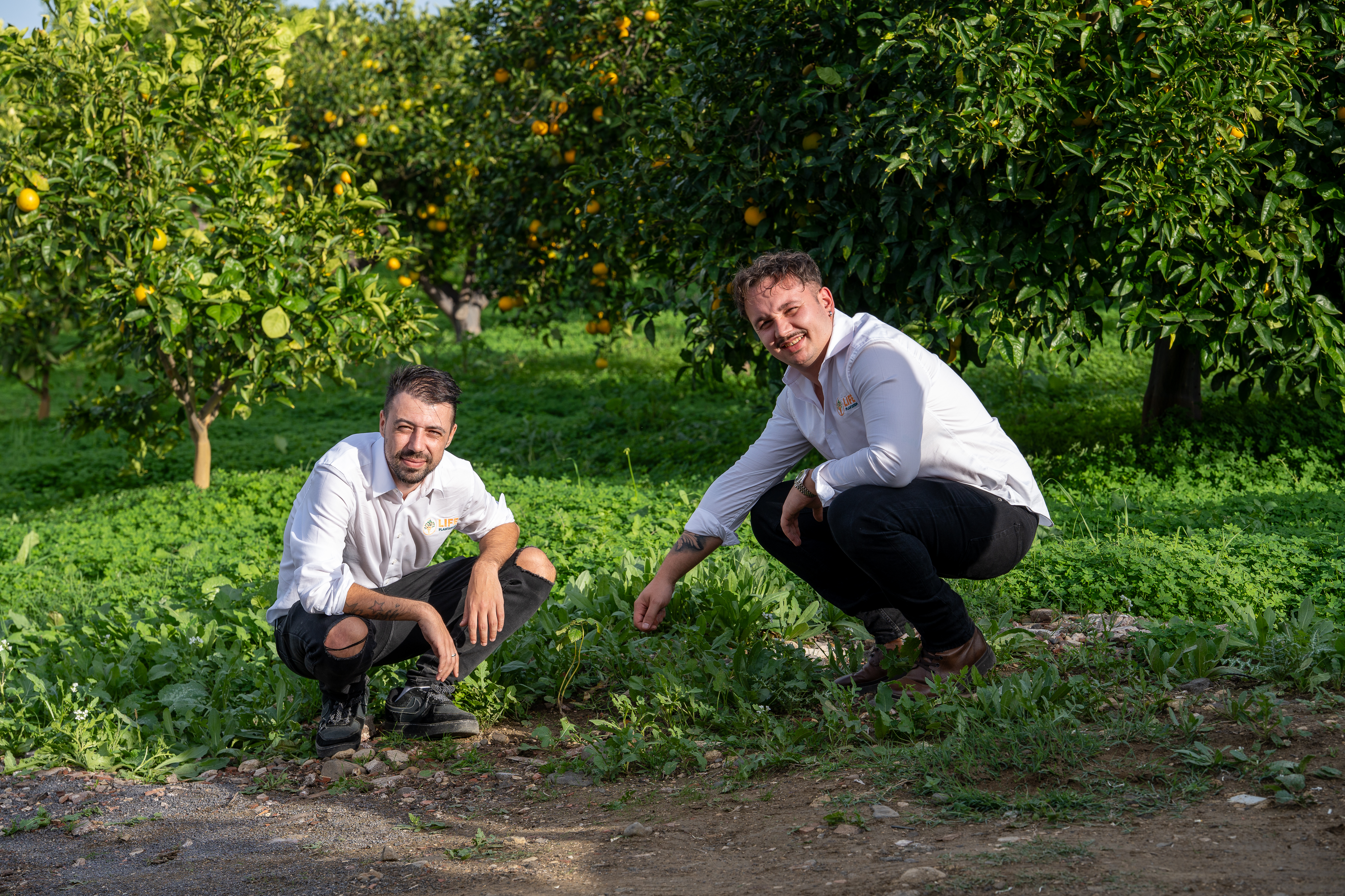 Ăquipe Life Plantation examinant un Paulownia dans une plantation