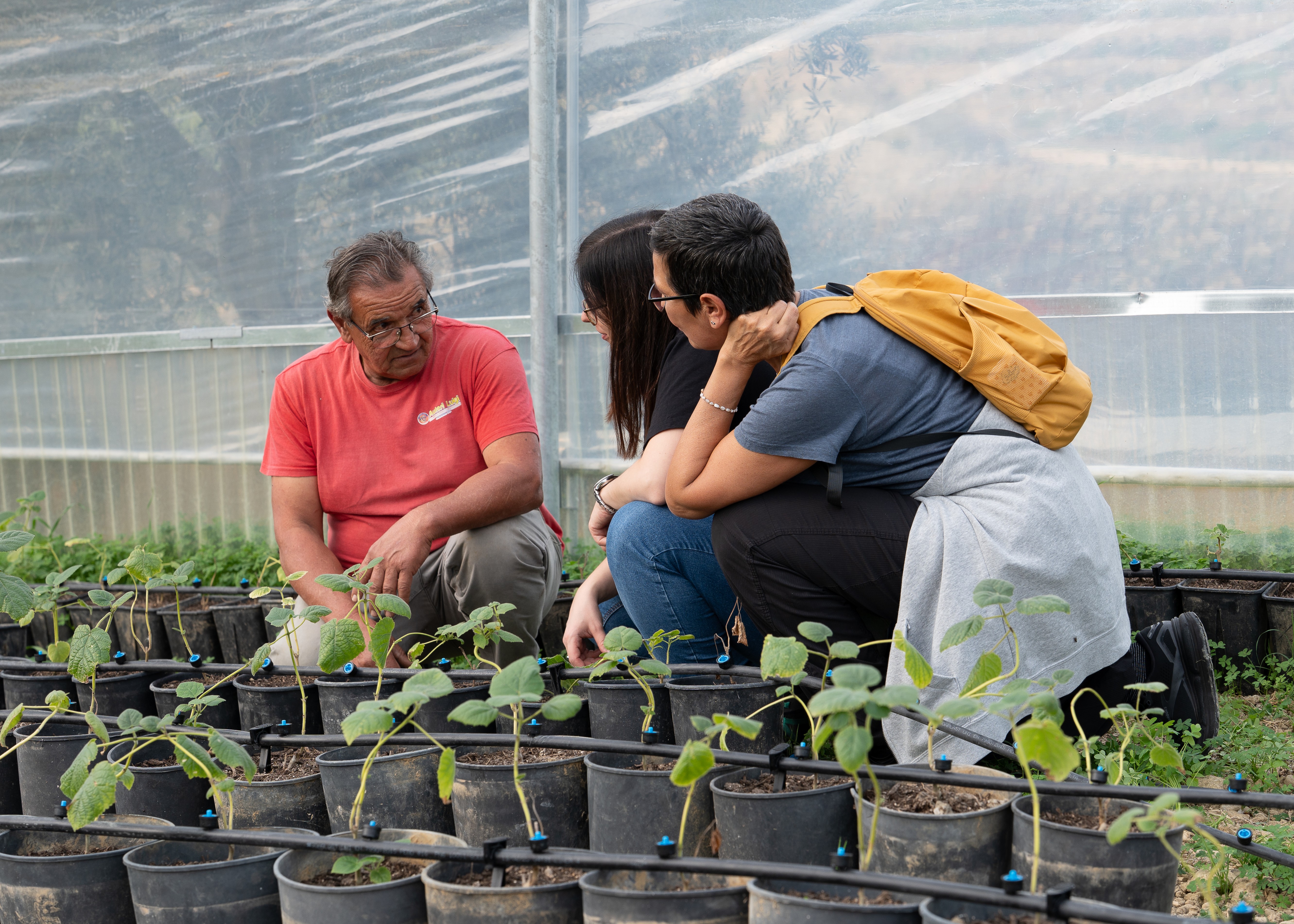 Ăquipe Life Plantation travaillant avec de jeunes plants de Paulownia en serre