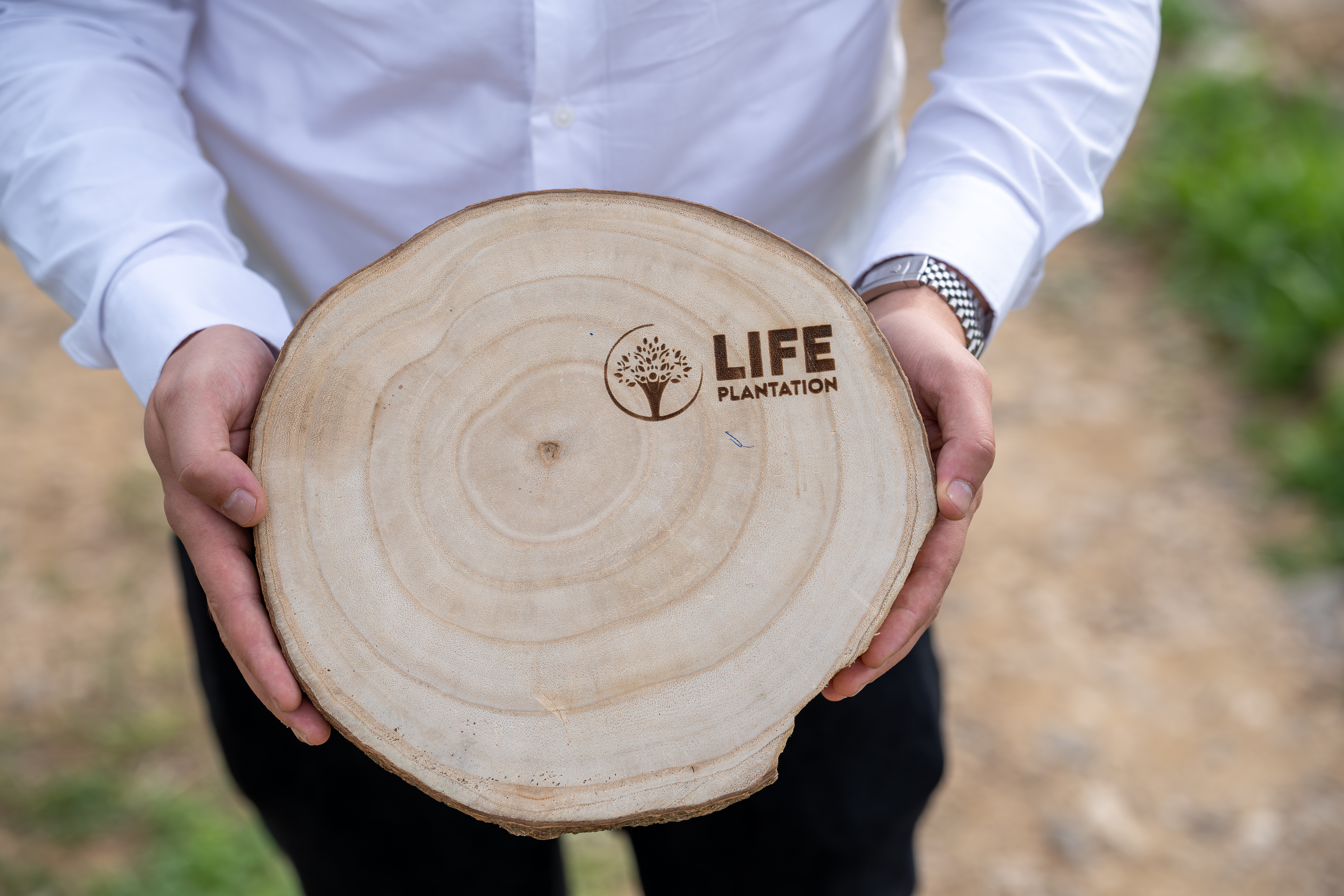 Tranche de bois de Paulownia portant le logo Life Plantation, symbolisant la valorisation du bois