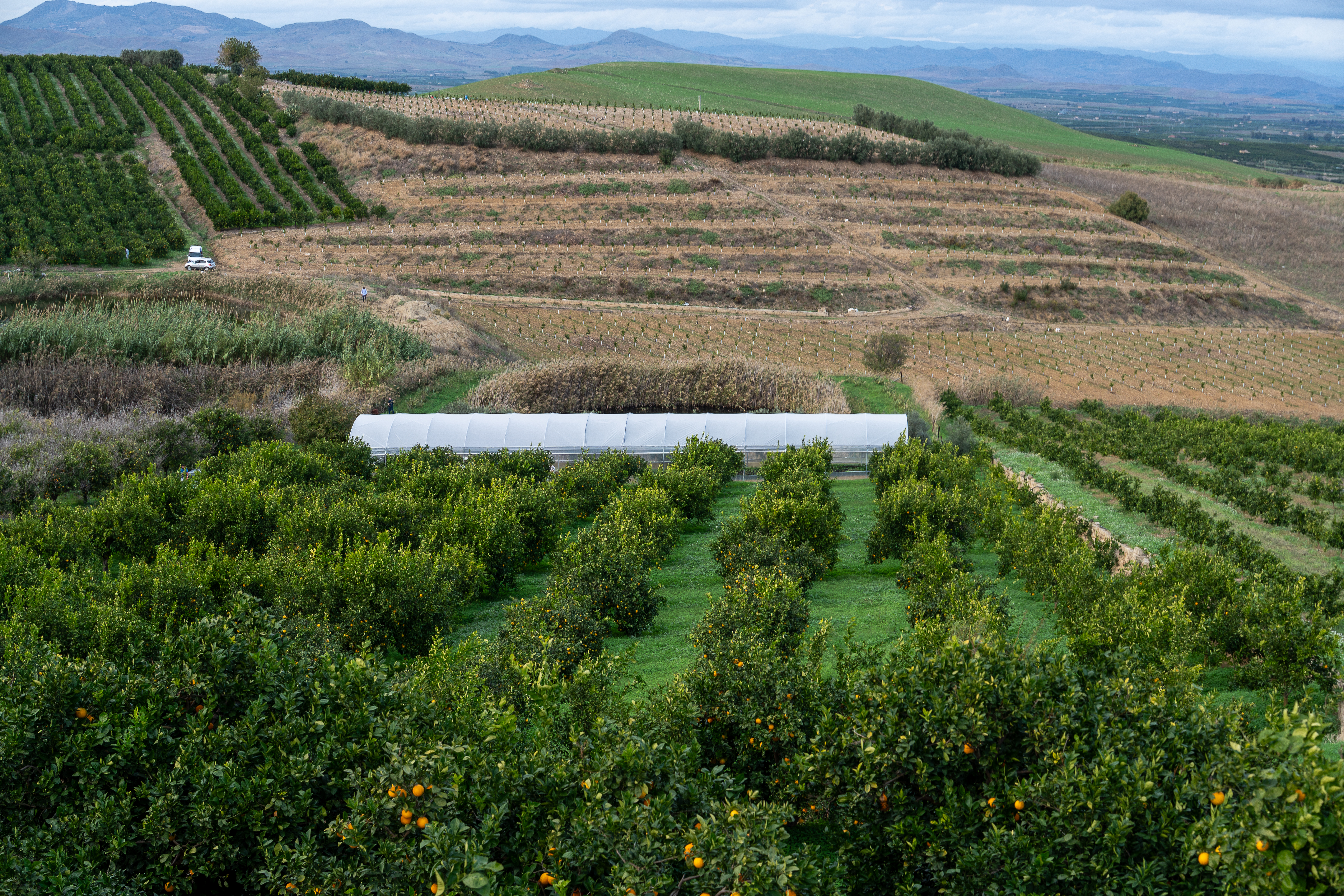 Vue aĂ©rienne dâune plantation de Paulownias sur plusieurs parcelles en Europe