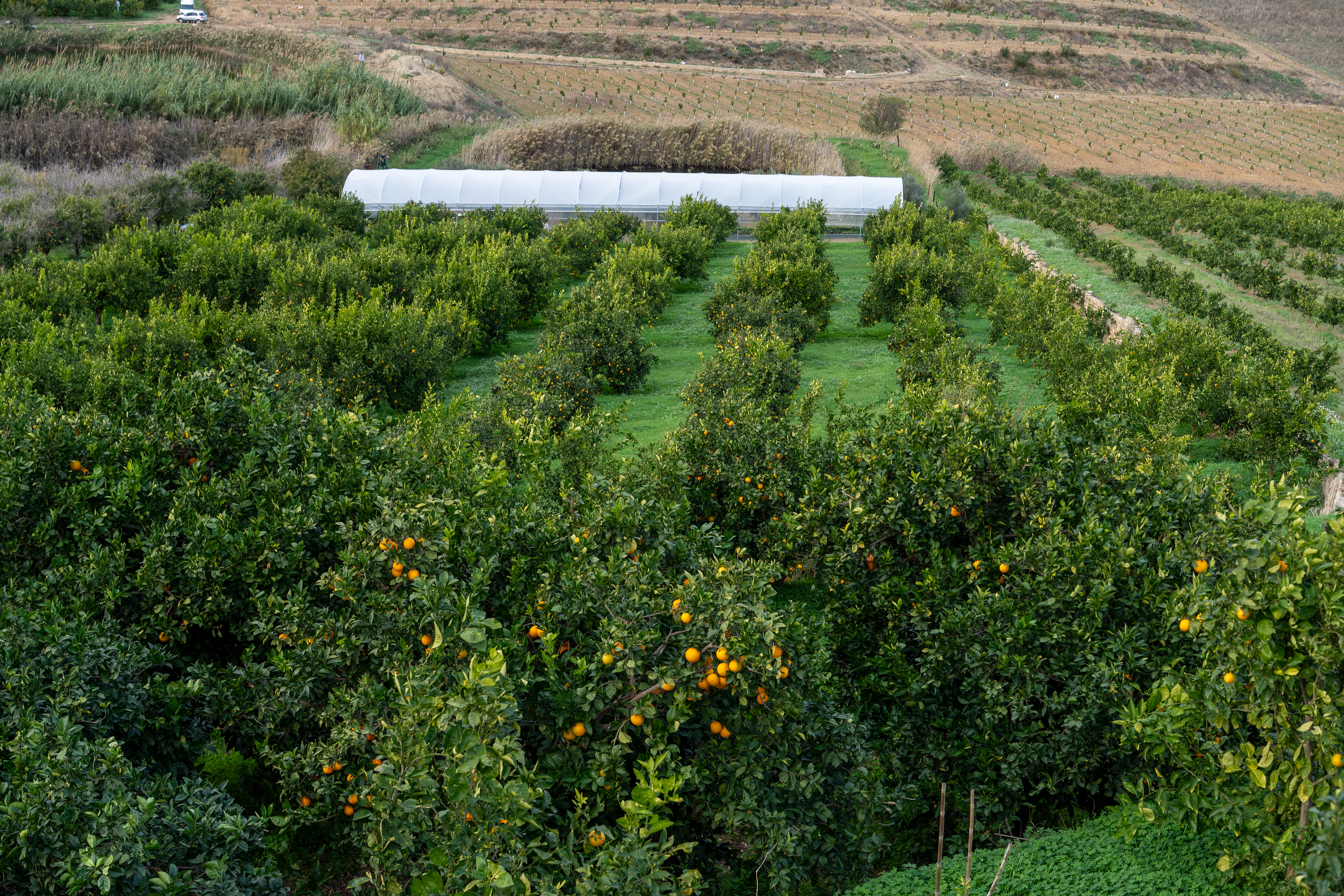 Vue panoramique des plantations européennes Life Plantation