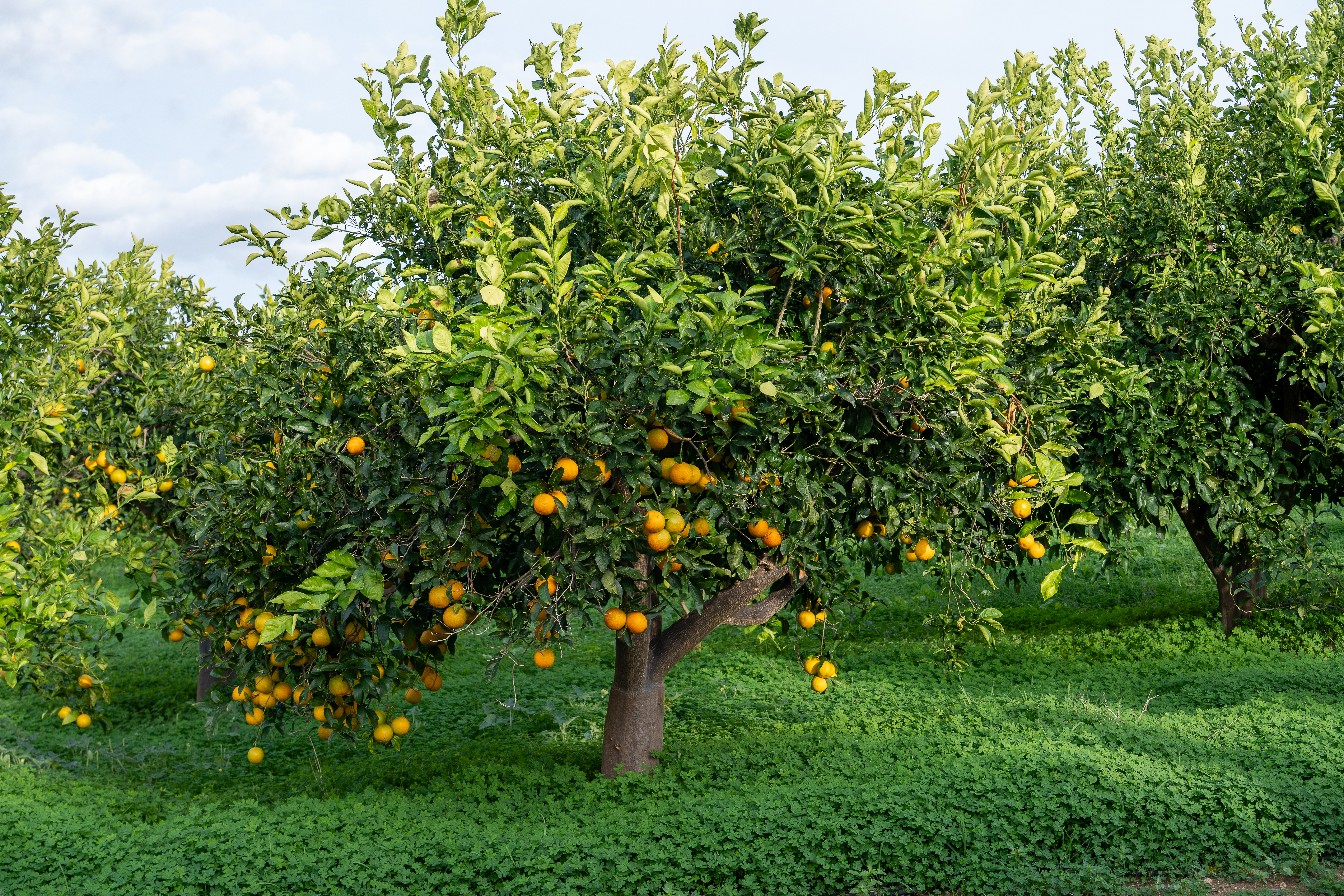 Jeunes arbres en croissance sur une parcelle Life Plantation