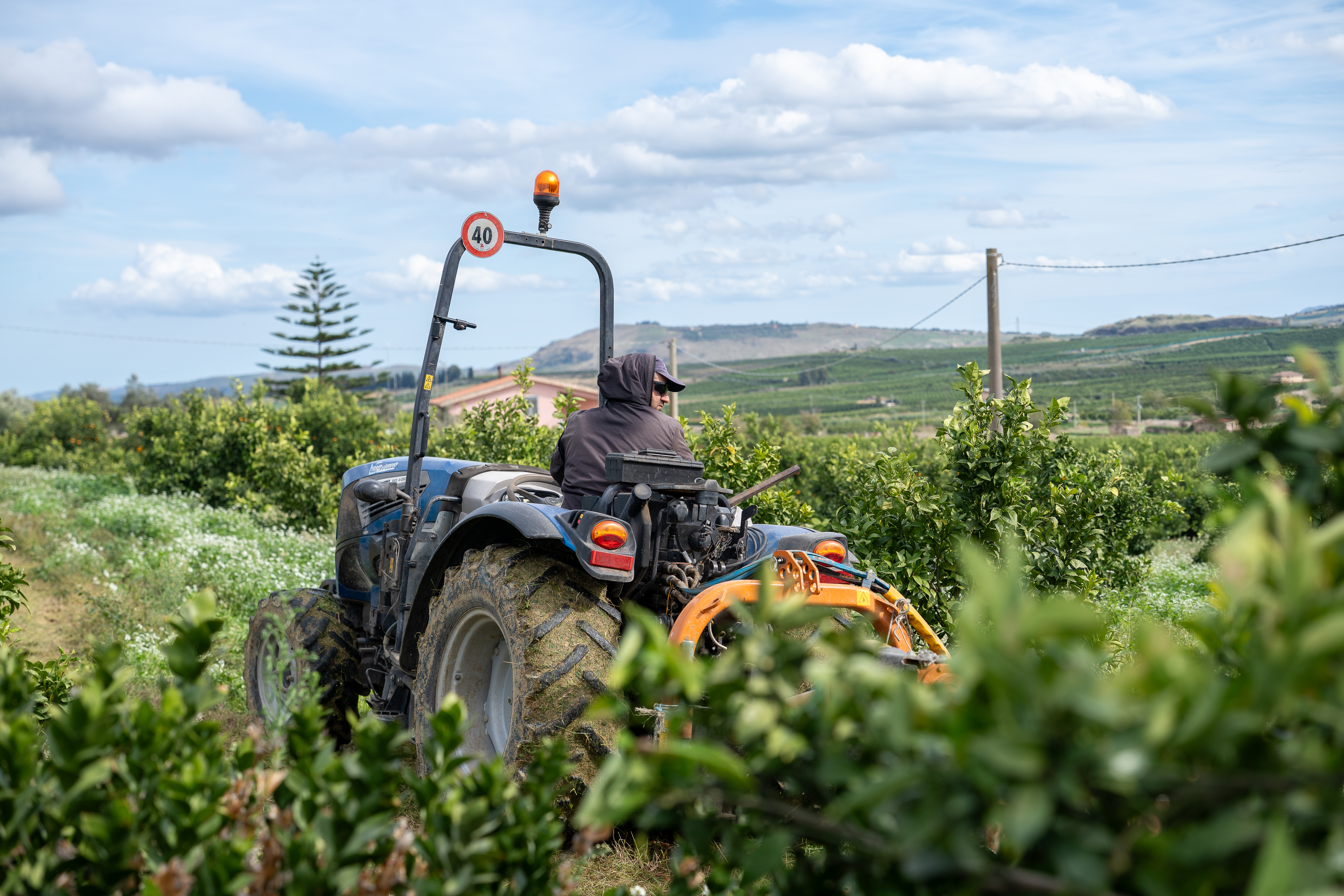 Tracteur entre les rangĂ©es dâarbres dans une plantation Life Plantation