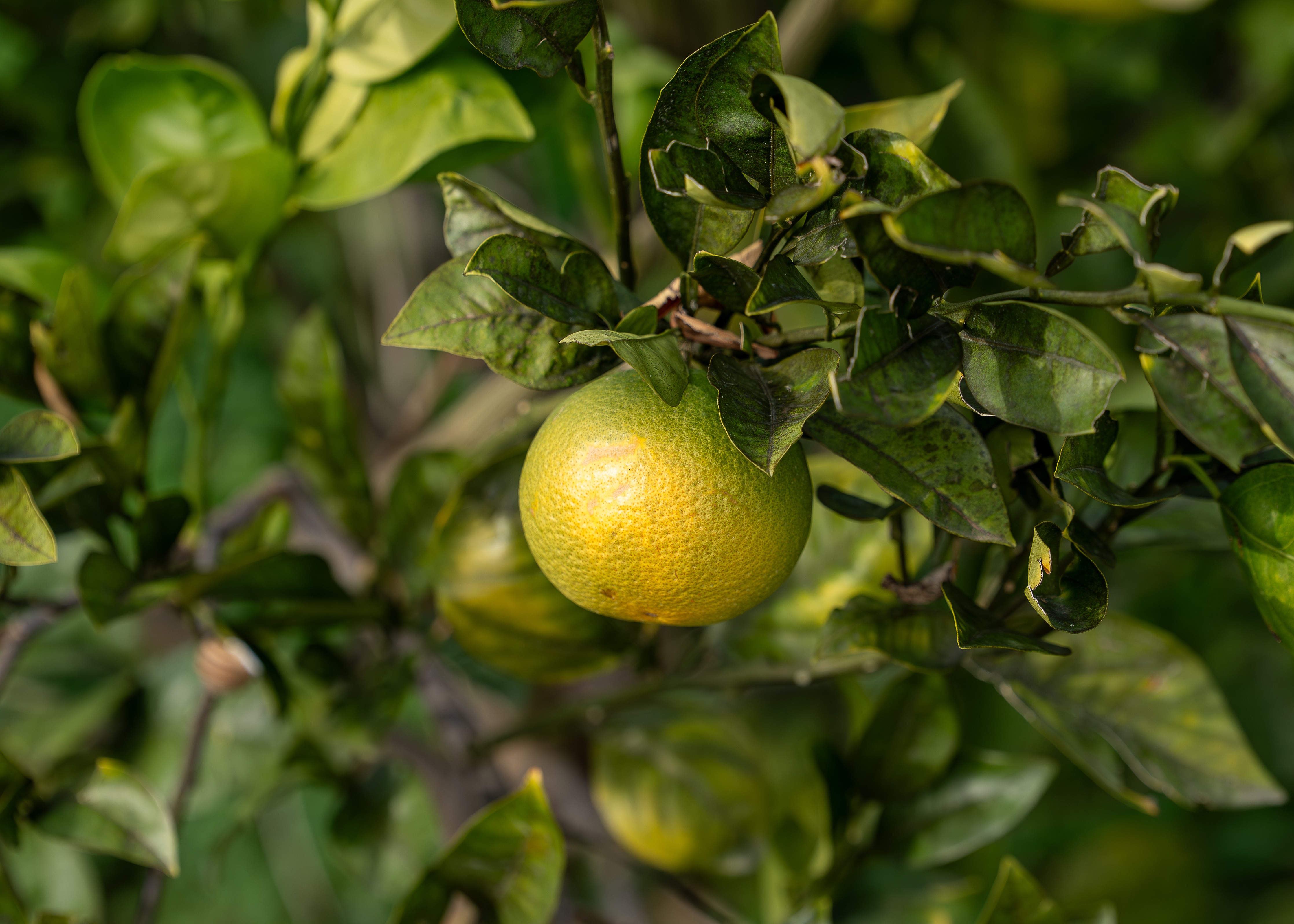 Gros plan dâun fruit mĂ»r illustrant la biodiversitĂ© des plantations