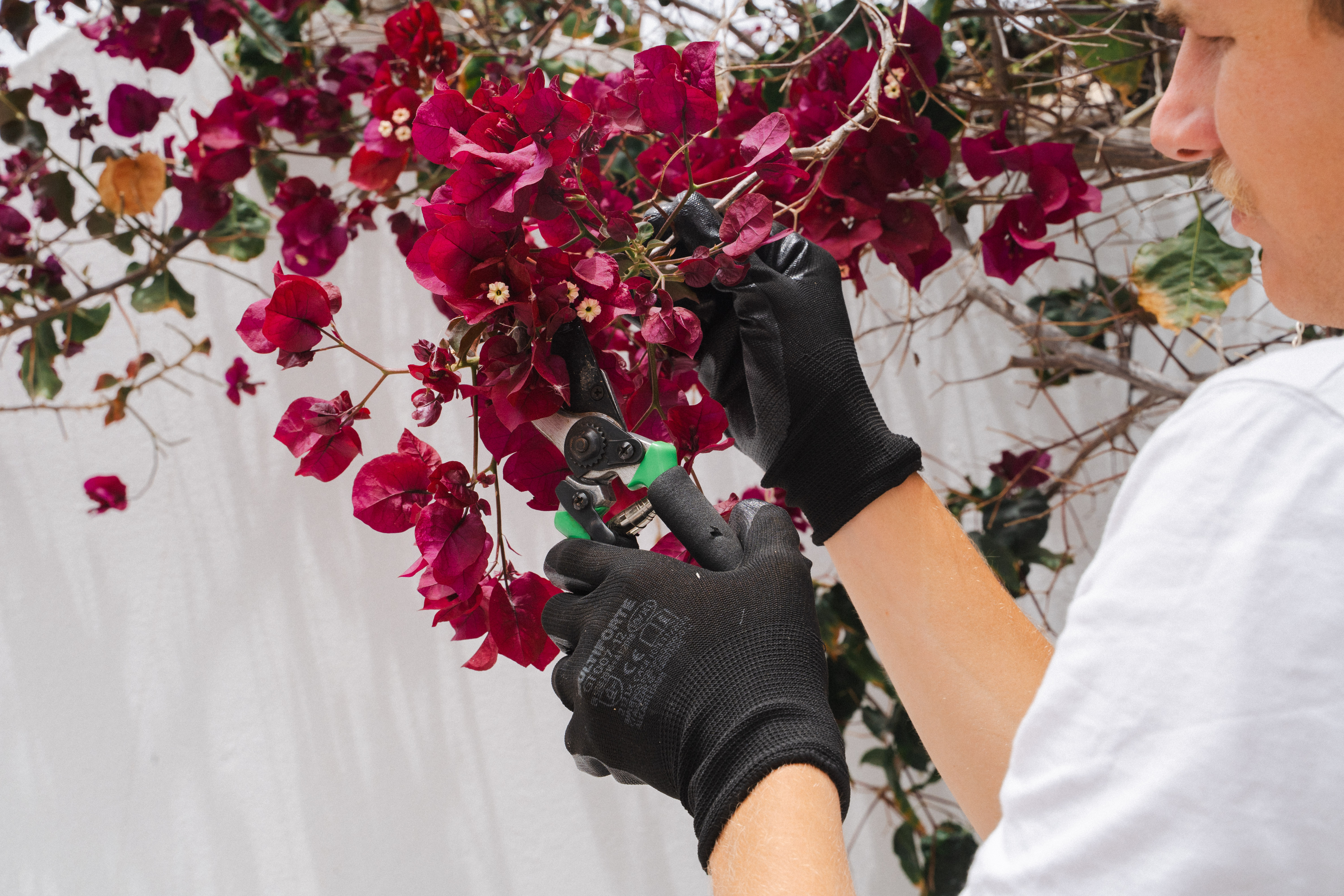 Jardinería profesional en una villa gestionada en Lanzarote