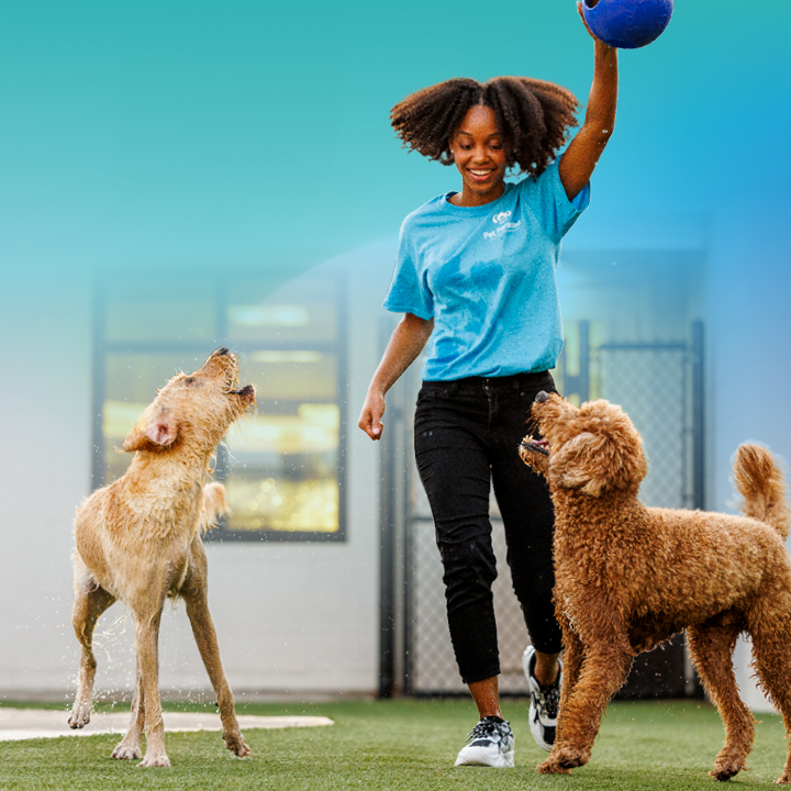 Pet Paradise Dripping Springs