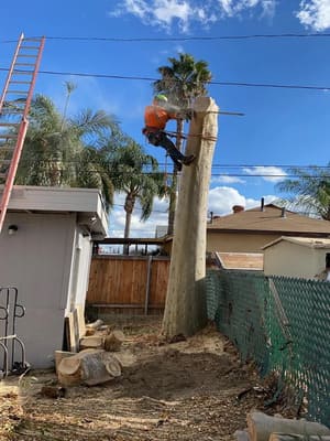 Palm Removal in All of Riverside County
