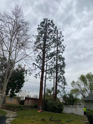 Stump Grinding in Banning