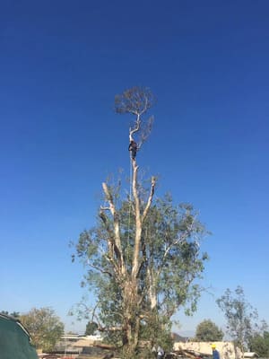 Tree Removal in Banning
