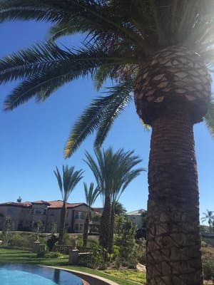 Palm Removal in Banning