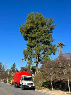 Palm Trimming in All of Riverside County