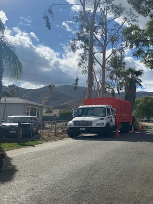 Tree Removal in All of Riverside County