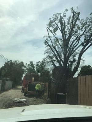 Palm Trimming in Banning