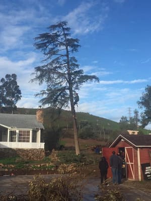 Tree Trimming in All of Riverside County
