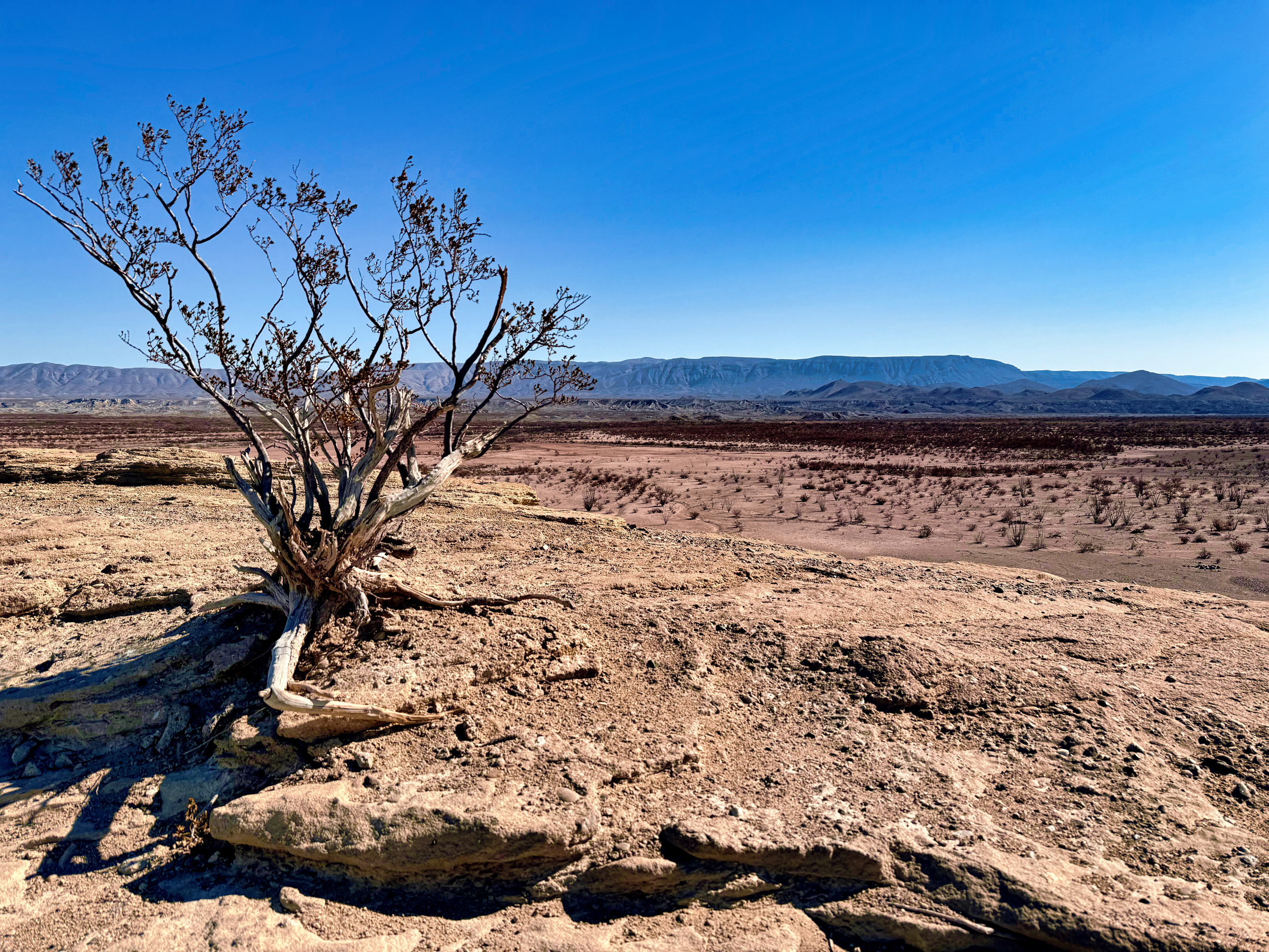 Big Bend desert vista