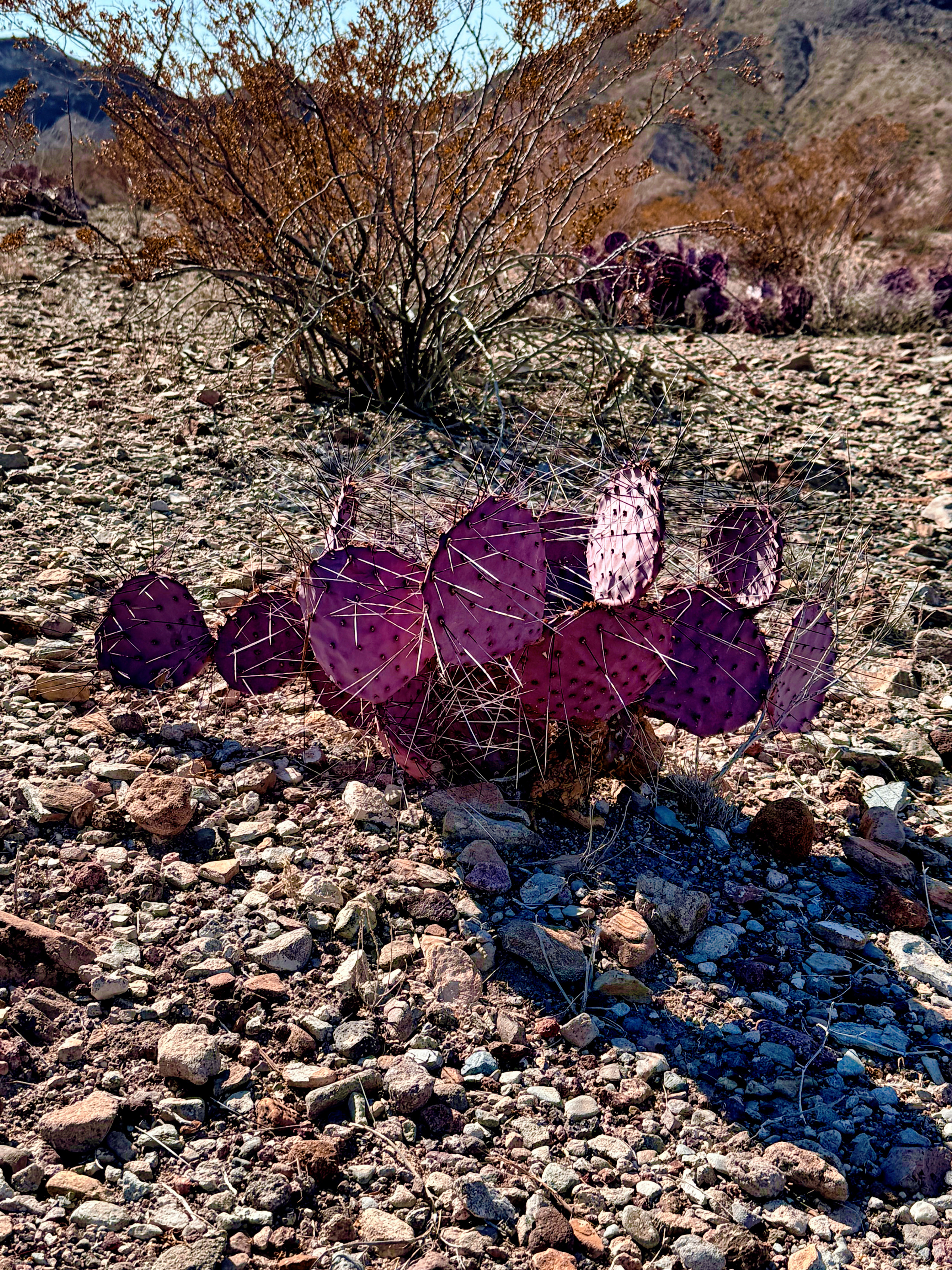 Big Bend desert