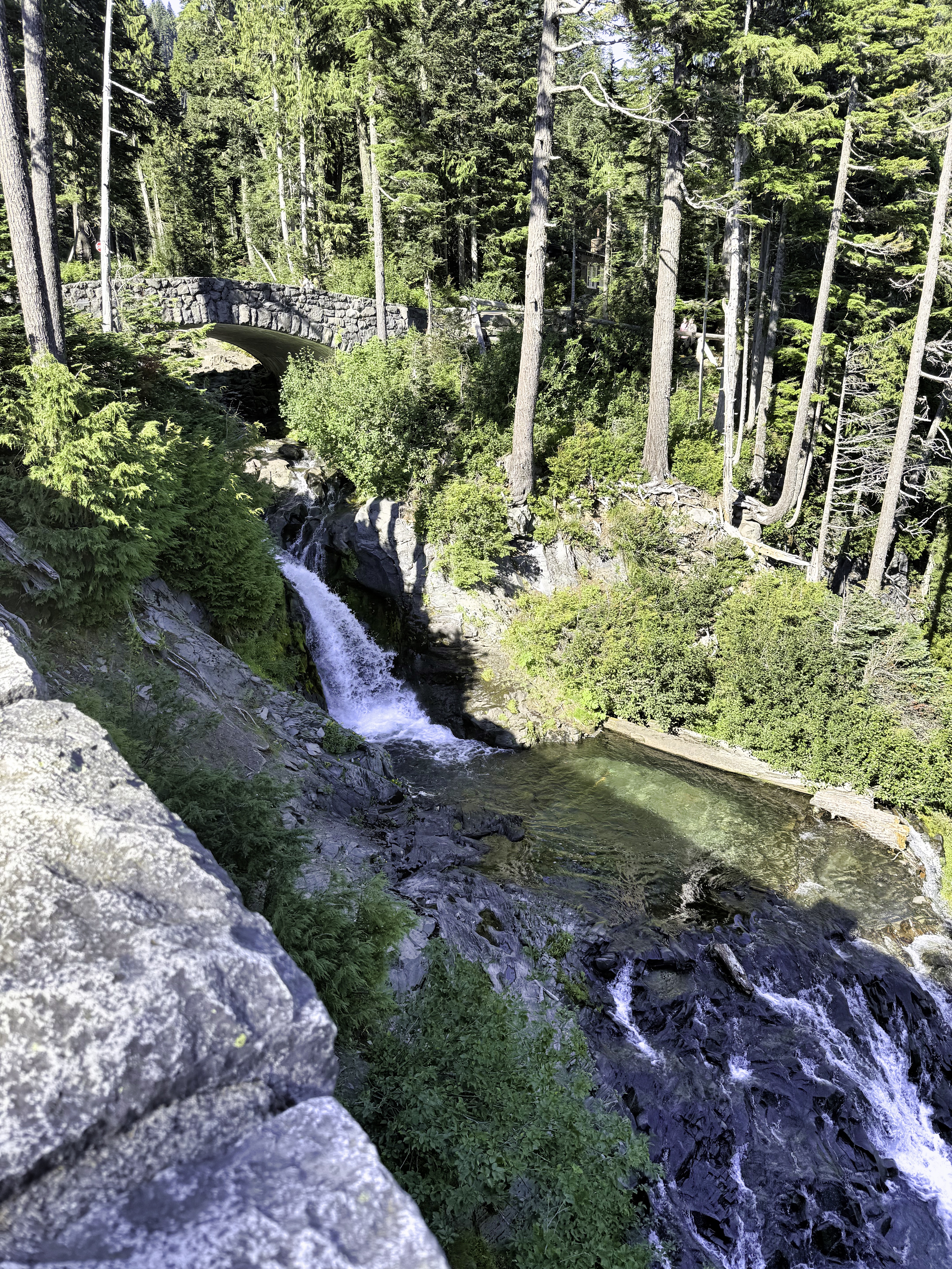 Mount Rainier ecosystem