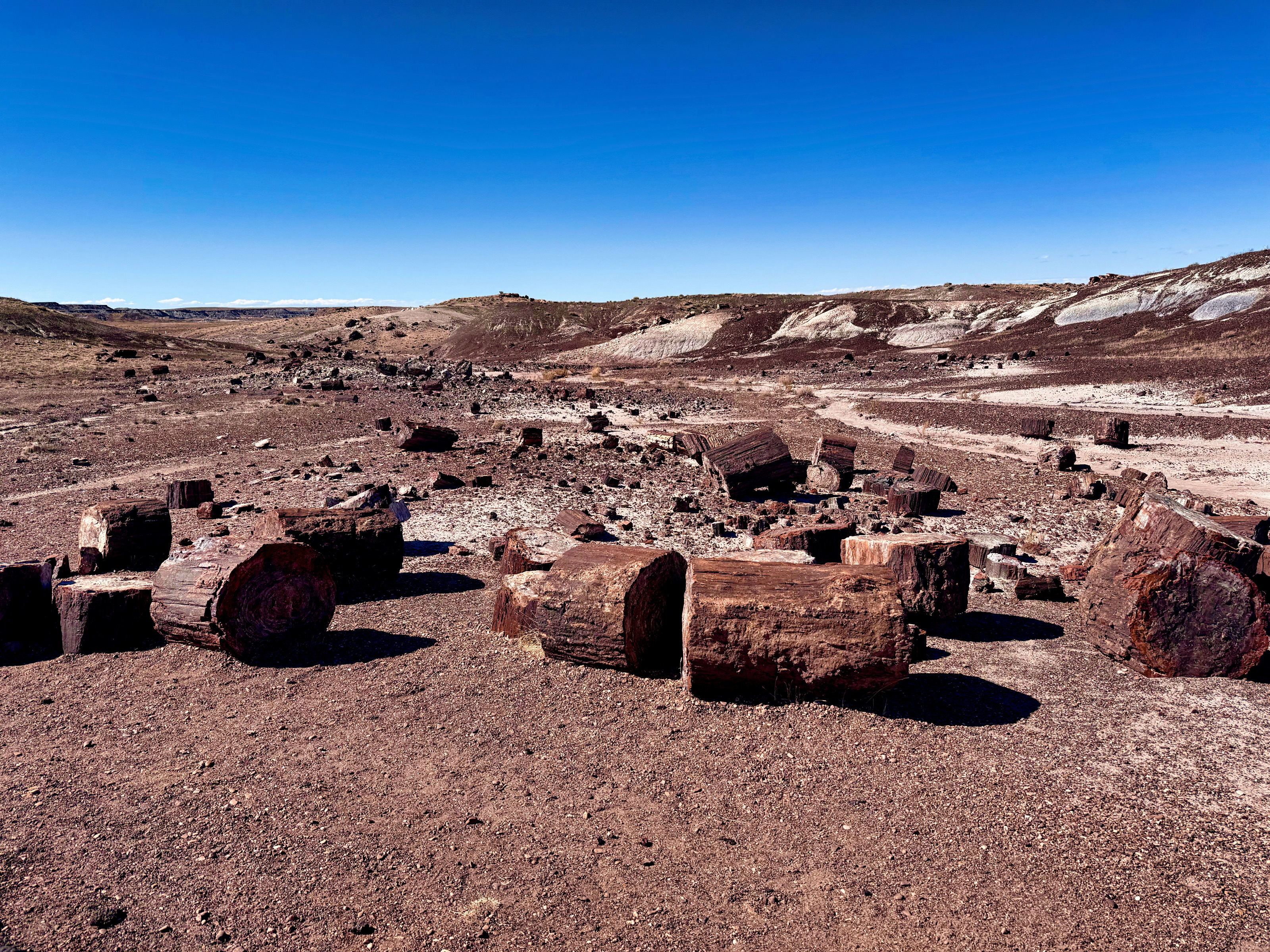 Petrified Forest National Park