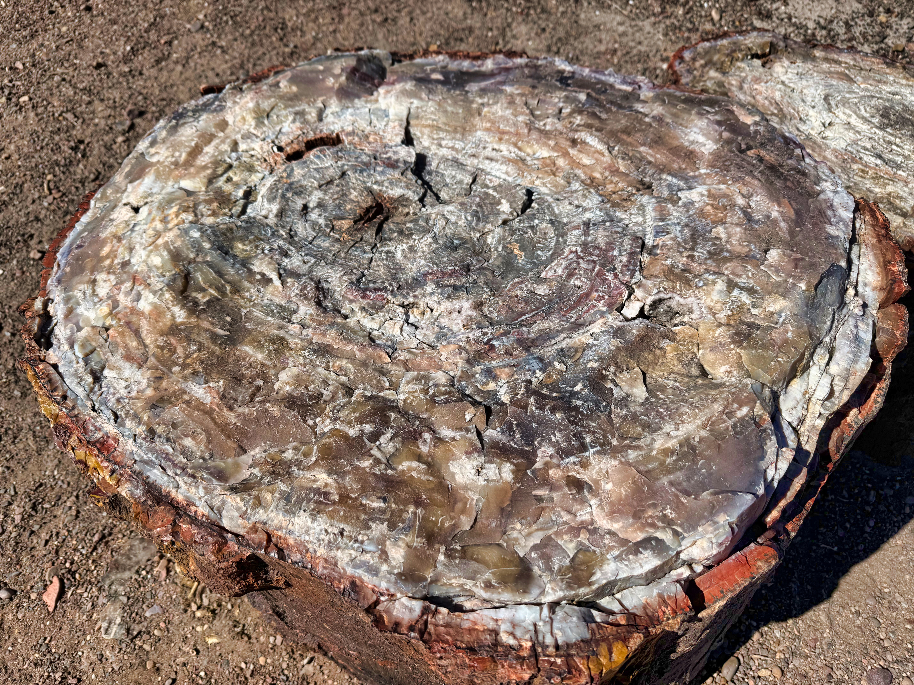 Petrified Forest National Park