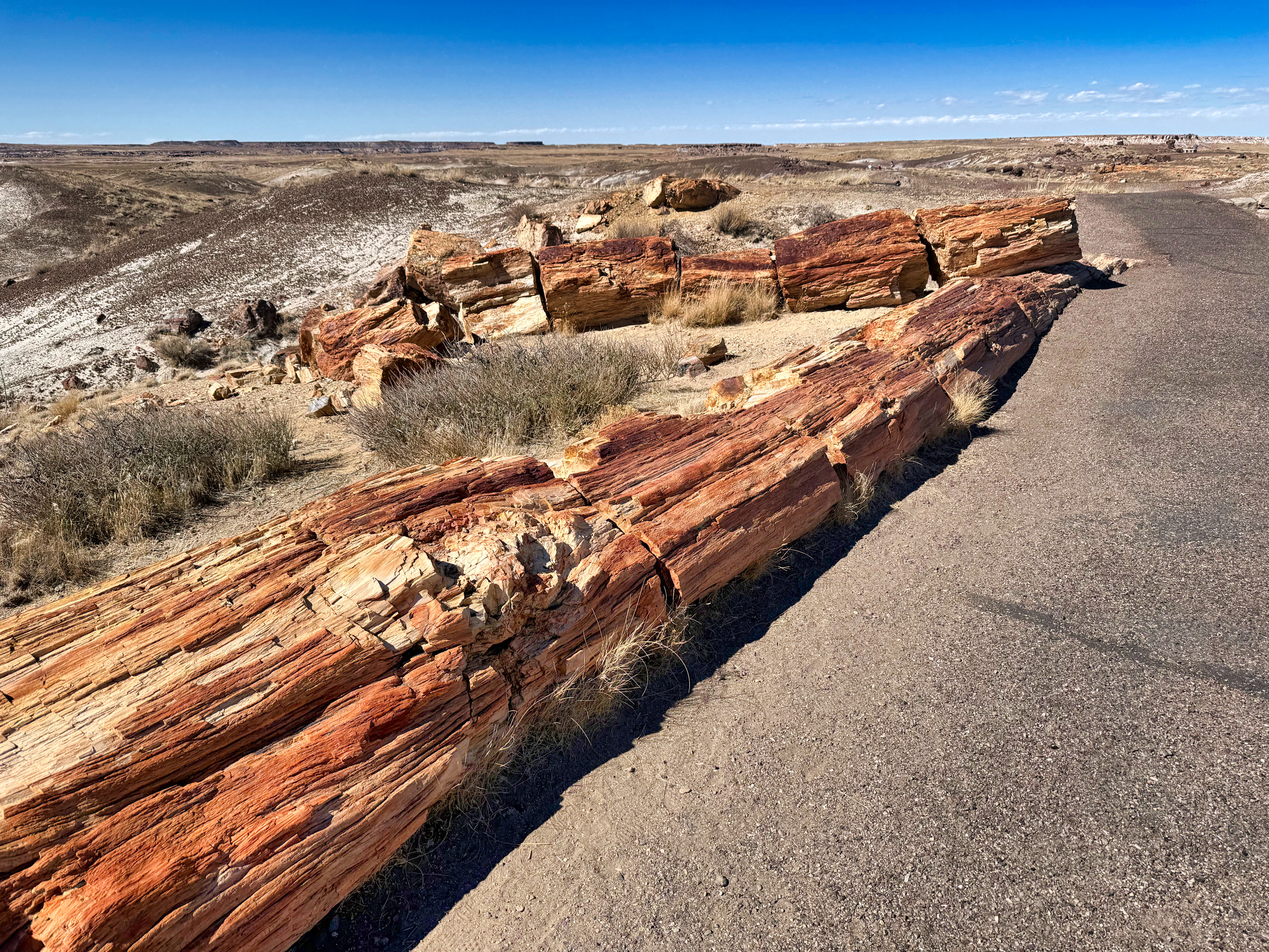 Petrified Forest National Park