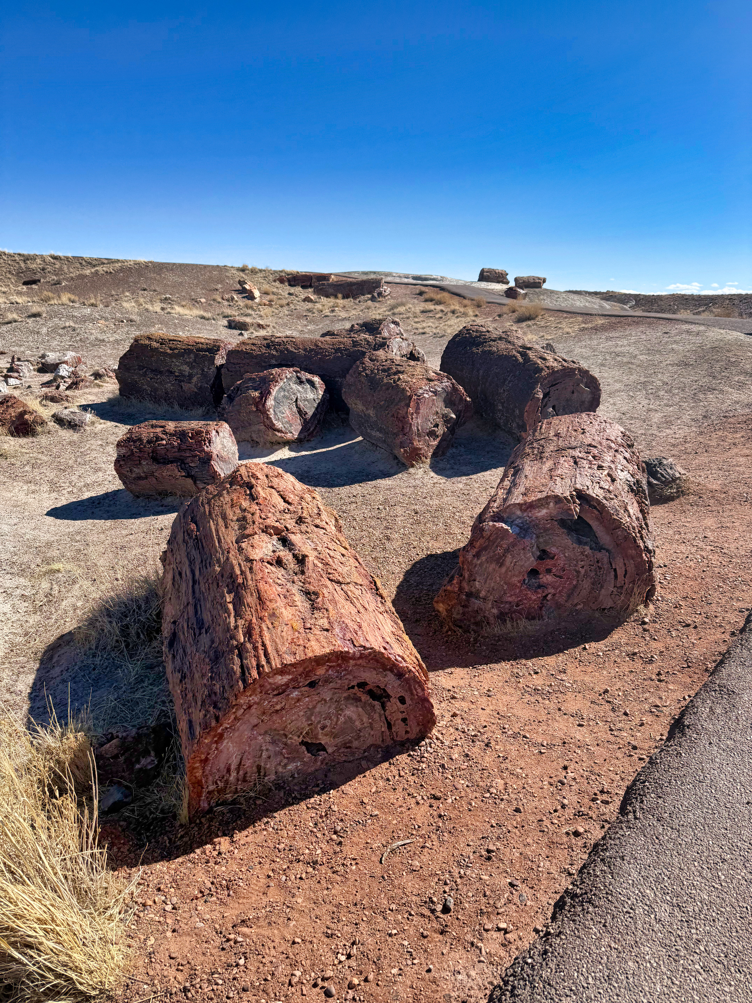 Petrified Forest National Park