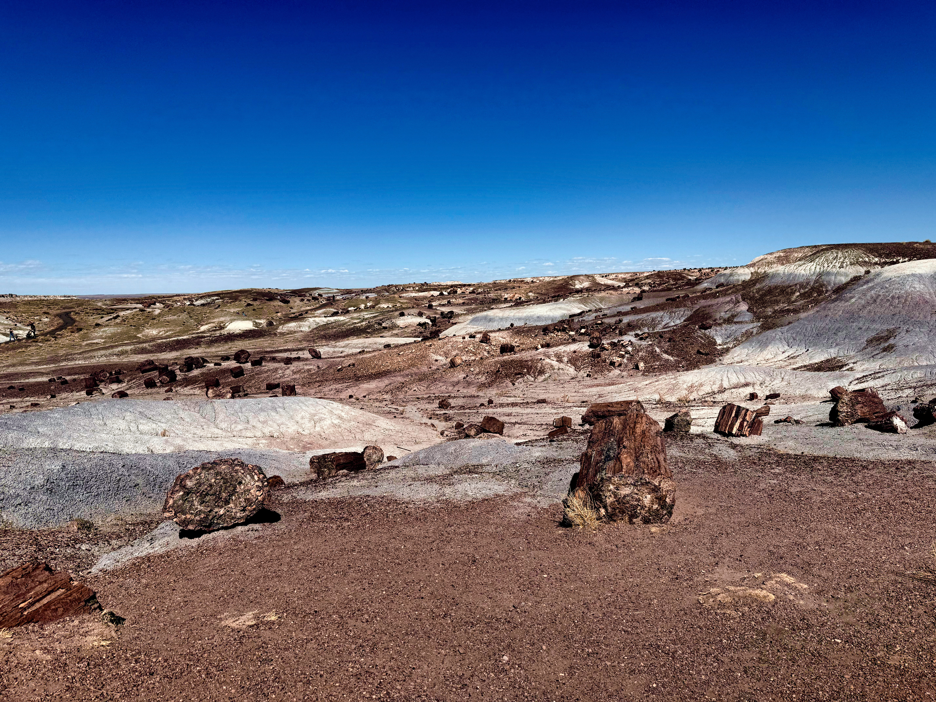 Petrified Forest National Park