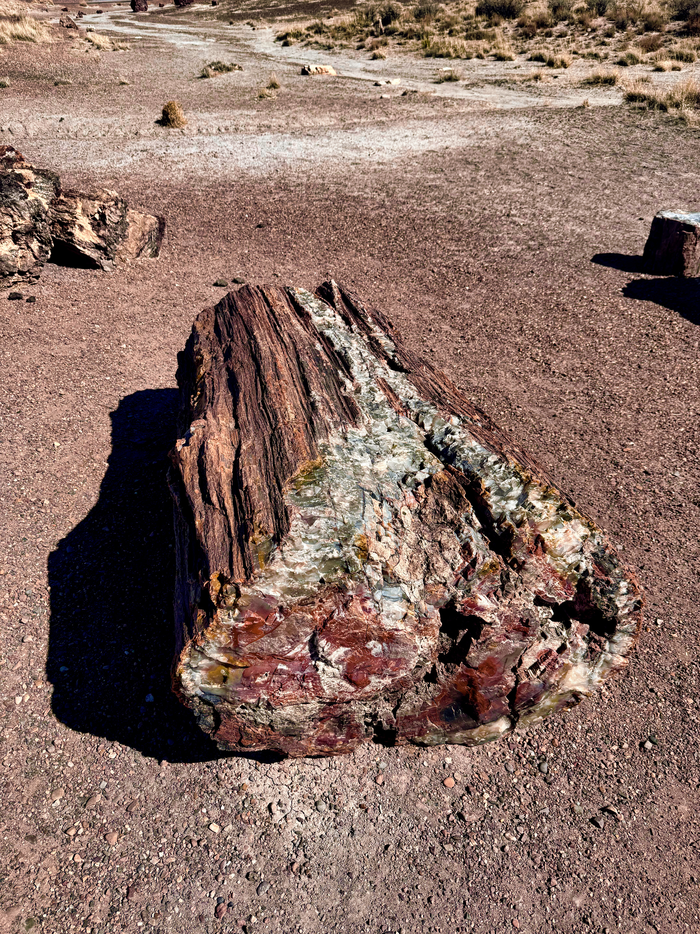 Petrified Forest National Park