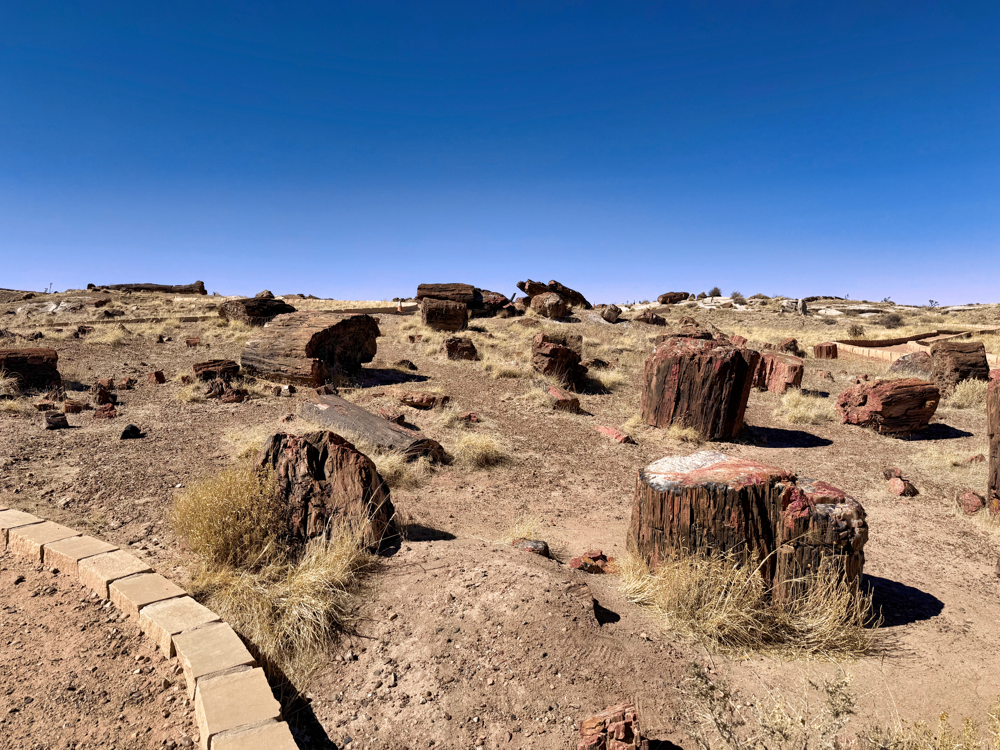 Petrified Forest National Park