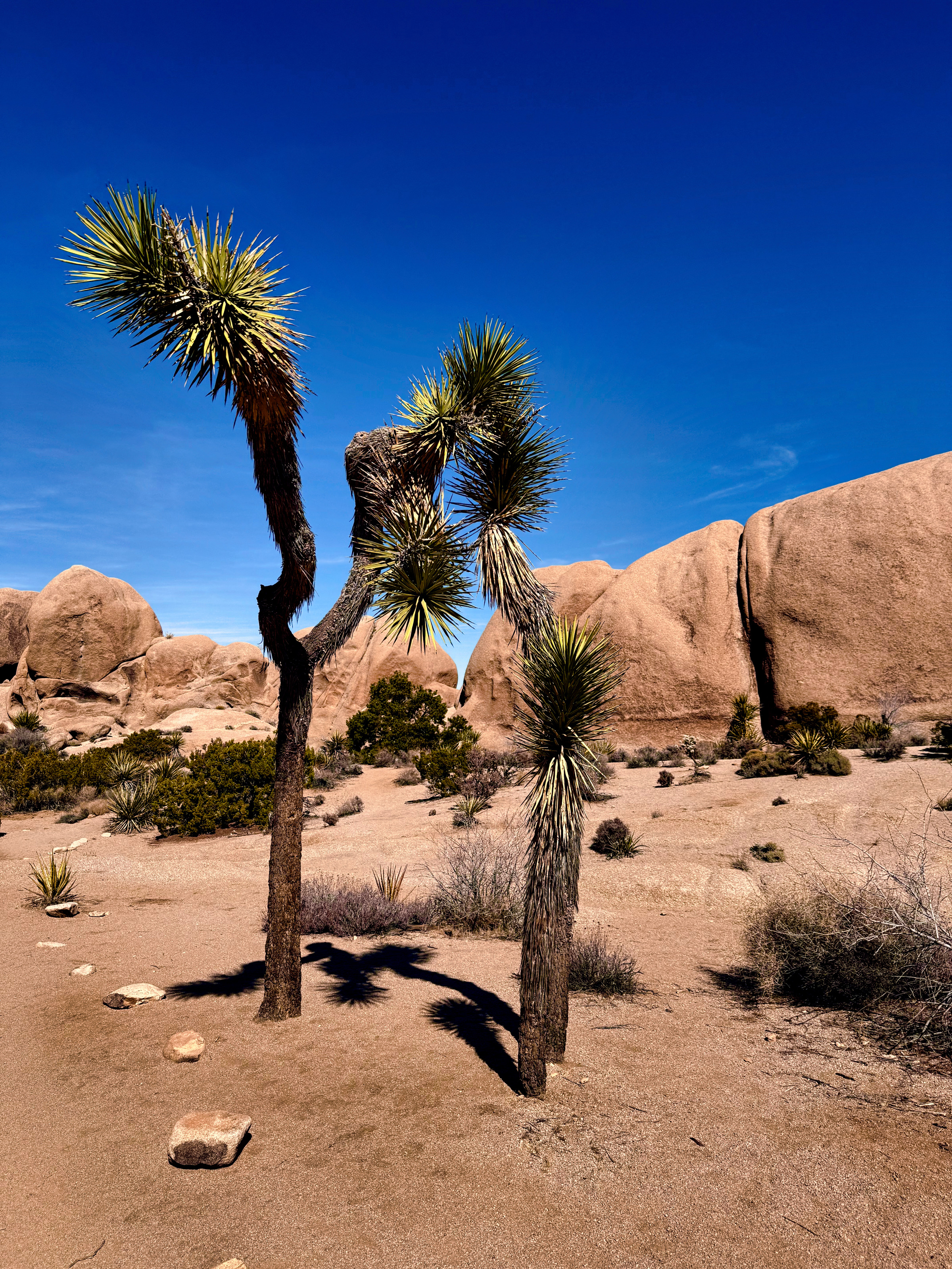 Joshua Tree National Park