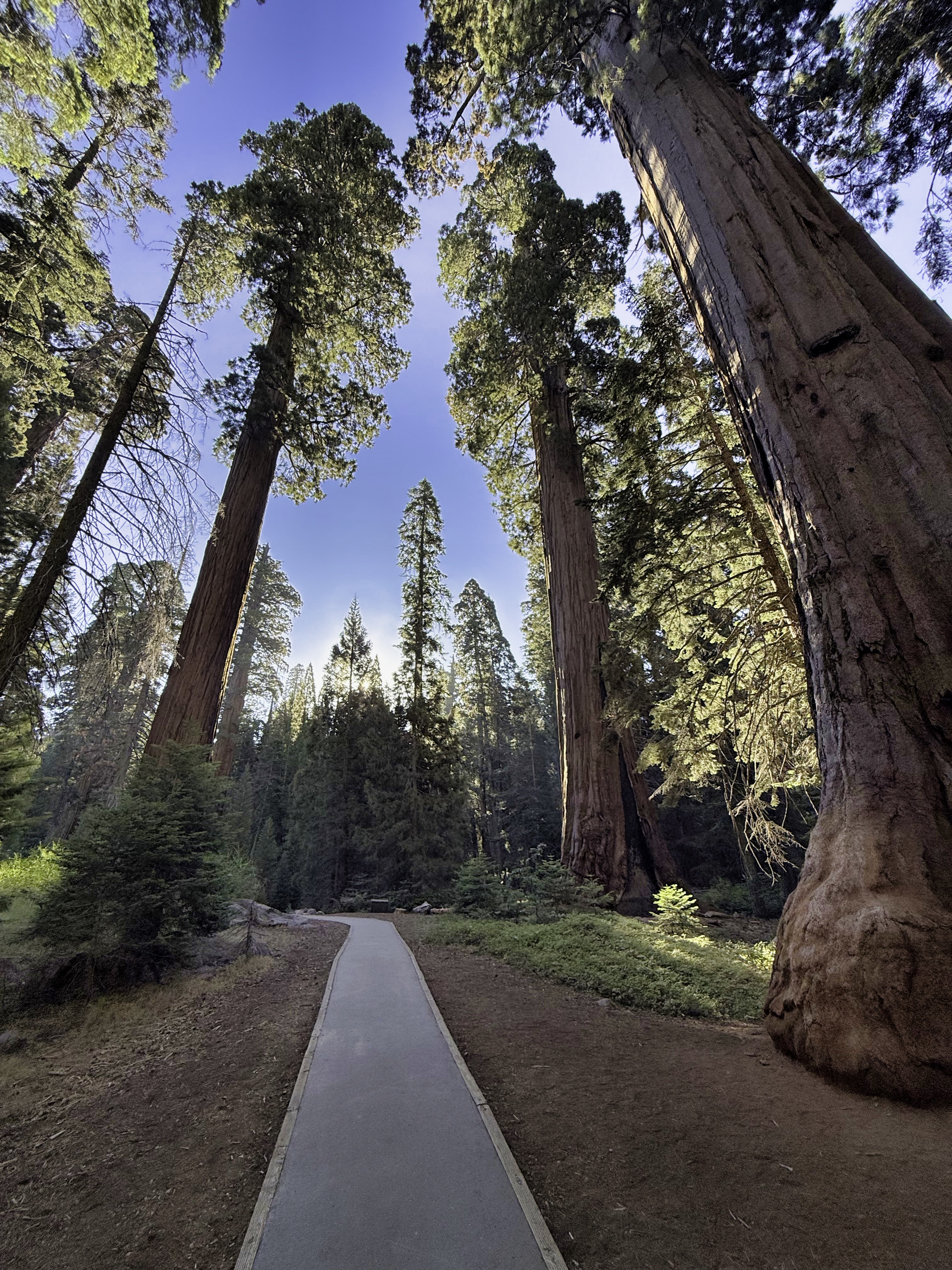 Sequoia National Park